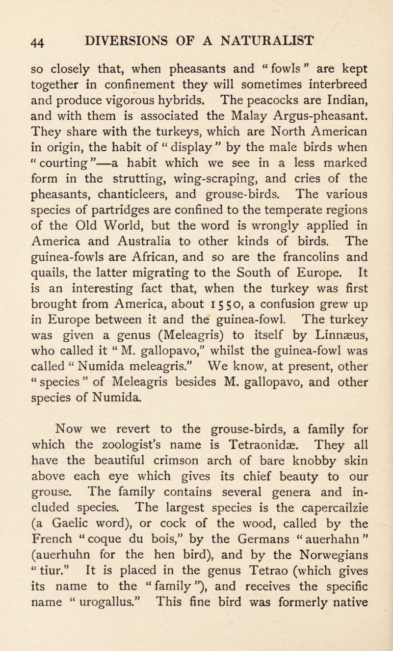 so closely that, when pheasants and “ fowls ” are kept together in confinement they will sometimes interbreed and produce vigorous hybrids. The peacocks are Indian, and with them is associated the Malay Argus-pheasant. They share with the turkeys, which are North American in origin, the habit of “ display ” by the male birds when “ courting ”—a habit which we see in a less marked form in the strutting, wing-scraping, and cries of the pheasants, chanticleers, and grouse-birds. The various species of partridges are confined to the temperate regions of the Old World, but the word is wrongly applied in America and Australia to other kinds of birds. The guinea-fowls are African, and so are the francolins and quails, the latter migrating to the South of Europe. It is an interesting fact that, when the turkey was first brought from America, about 1550, a confusion grew up in Europe between it and the guinea-fowl. The turkey was given a genus (Meleagris) to itself by Linnaeus, who called it “ M. gallopavo,” whilst the guinea-fowl was called “ Numida meleagris.” We know, at present, other “ species ” of Meleagris besides M. gallopavo, and other species of Numida. Now we revert to the grouse-birds, a family for which the zoologist’s name is Tetraonidae. They all have the beautiful crimson arch of bare knobby skin above each eye which gives its chief beauty to our grouse. The family contains several genera and in- cluded species. The largest species is the capercailzie (a Gaelic word), or cock of the wood, called by the French “ coque du bois,” by the Germans “ auerhahn ” (auerhuhn for the hen bird), and by the Norwegians “ tiur.” It is placed in the genus Tetrao (which gives its name to the “ family ”), and receives the specific name “ urogallus.” This fine bird was formerly native