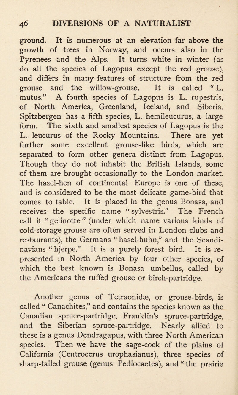 ground. It is numerous at an elevation far above the growth of trees in Norway, and occurs also in the Pyrenees and the Alps. It turns white in winter (as do all the species of Lagopus except the red grouse), and differs in many features of structure from the red grouse and the willow-grouse. It is called “ L. mutus.” A fourth species of Lagopus is L. rupestris, of North America, Greenland, Iceland, and Siberia. Spitzbergen has a fifth species, L. hemileucurus, a large form. The sixth and smallest species of Lagopus is the L. leucurus of the Rocky Mountains. There are yet further some excellent grouse-like birds, which are separated to form other genera distinct from Lagopus. Though they do not inhabit the British Islands, some of them are brought occasionally to the London market. The hazel-hen of continental Europe is one of these, and is considered to be the most delicate game-bird that comes to table. It is placed in the genus Bonasa, and receives the specific name “ sylvestris.” The French call it “ gelinotte ” (under which name various kinds of cold-storage grouse are often served in London clubs and restaurants), the Germans “ hasel-huhn,” and the Scandi- navians “ hjerpeIt is a purely forest bird. It is re- presented in North America by four other species, of which the best known is Bonasa umbellus, called by the Americans the ruffed grouse or birch-partridge. Another genus of Tetraonidae, or grouse-birds, is called “ Canachites,” and contains the species known as the Canadian spruce-partridge, Franklin’s spruce-partridge, and the Siberian spruce-partridge. Nearly allied to these is a genus Dendragapus, with three North American species. Then we have the sage-cock of the plains of California (Centrocerus urophasianus), three species of sharp-tailed grouse (genus Pediocaetes), and “ the prairie