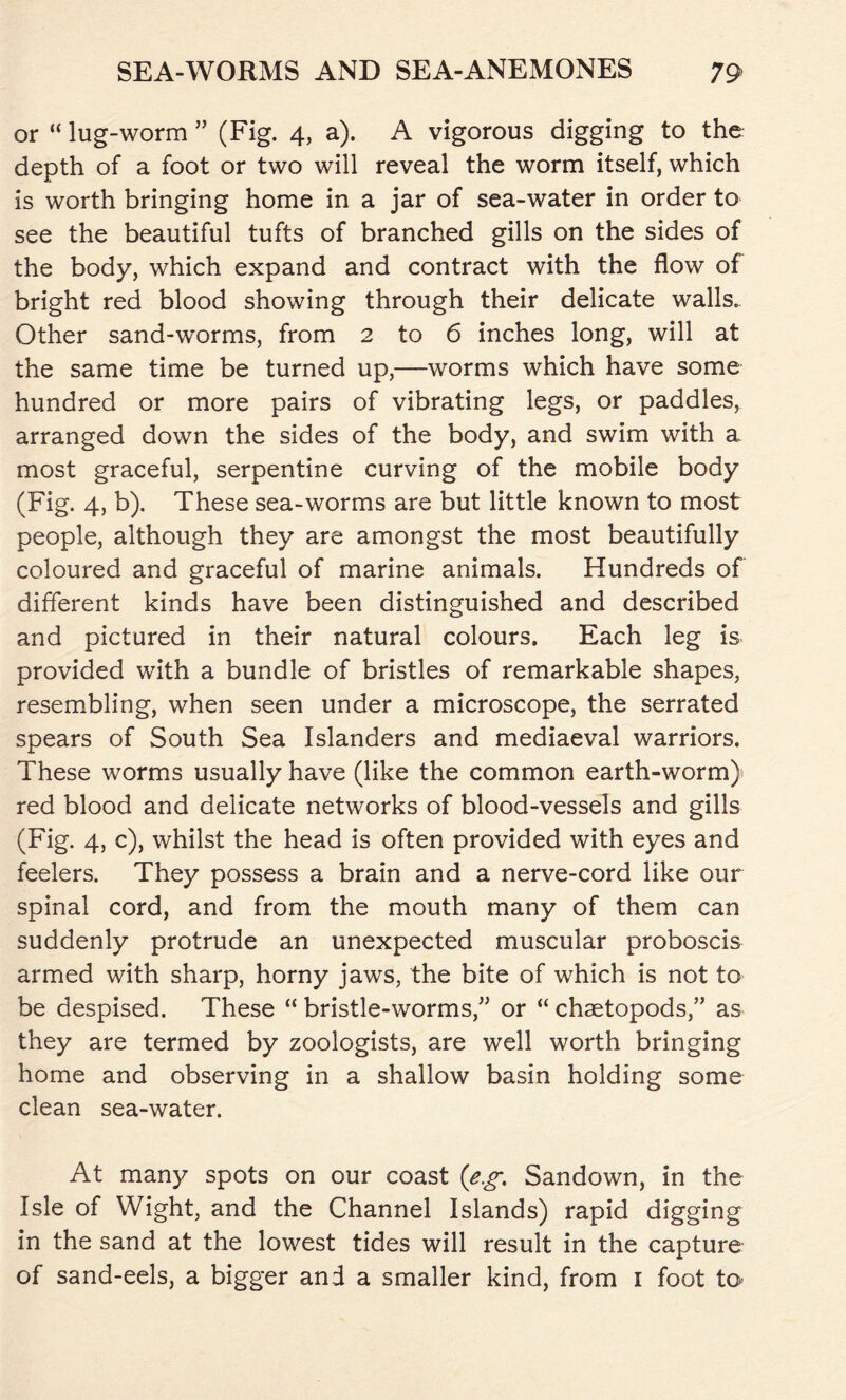 or “ lug-worm ” (Fig. 4, a). A vigorous digging to the depth of a foot or two will reveal the worm itself, which is worth bringing home in a jar of sea-water in order to see the beautiful tufts of branched gills on the sides of the body, which expand and contract with the flow of bright red blood showing through their delicate walls. Other sand-worms, from 2 to 6 inches long, will at the same time be turned up,—worms which have some hundred or more pairs of vibrating legs, or paddles, arranged down the sides of the body, and swim with a most graceful, serpentine curving of the mobile body (Fig. 4, b). These sea-worms are but little known to most people, although they are amongst the most beautifully coloured and graceful of marine animals. Hundreds of different kinds have been distinguished and described and pictured in their natural colours. Each leg is provided with a bundle of bristles of remarkable shapes, resembling, when seen under a microscope, the serrated spears of South Sea Islanders and mediaeval warriors. These worms usually have (like the common earth-worm) red blood and delicate networks of blood-vessels and gills (Fig. 4, c), whilst the head is often provided with eyes and feelers. They possess a brain and a nerve-cord like our spinal cord, and from the mouth many of them can suddenly protrude an unexpected muscular proboscis armed with sharp, horny jaws, the bite of which is not to be despised. These “ bristle-worms,” or “ chaetopods,” as they are termed by zoologists, are well worth bringing home and observing in a shallow basin holding some clean sea-water. At many spots on our coast (eg. Sandown, in the Isle of Wight, and the Channel Islands) rapid digging in the sand at the lowest tides will result in the capture of sand-eels, a bigger and a smaller kind, from 1 foot to