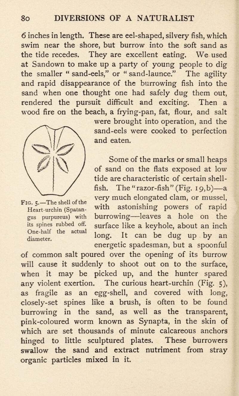 6 inches in length. These are eel-shaped, silvery fish, which swim near the shore, but burrow into the soft sand as the tide recedes. They are excellent eating. We used at Sandown to make up a party of young people to dig the smaller “ sand-eels,” or “ sand-launce.” The agility and rapid disappearance of the burrowing fish into the sand when one thought one had safely dug them out, rendered the pursuit difficult and exciting. Then a wood fire on the beach, a frying-pan, fat, flour, and salt were brought into operation, and the sand-eels were cooked to perfection and eaten. Some of the marks or small heaps of sand on the flats exposed at low tide are characteristic of certain shell- fish. The “razor-fish” (Fig. 19,b)—a very much elongated clam, or mussel, with astonishing powers of rapid burrowing—leaves a hole on the surface like a keyhole, about an inch long. It can be dug up by an energetic spadesman, but a spoonful of common salt poured over the opening of its burrow will cause it suddenly to shoot out on to the surface, when it may be picked up, and the hunter spared any violent exertion. The curious heart-urchin (Fig. 5), as fragile as an egg-shell, and covered with long, closely-set spines like a brush, is often to be found burrowing in the sand, as well as the transparent, pink-coloured worm known as Synapta, in the skin of which are set thousands of minute calcareous anchors hinged to little sculptured plates. These burrowers swallow the sand and extract nutriment from stray organic particles mixed in it. Fig. 5.—The shell of the Heart-urchin (Spatan- gus purpureus) with its spines rubbed off. One-half the actual diameter.