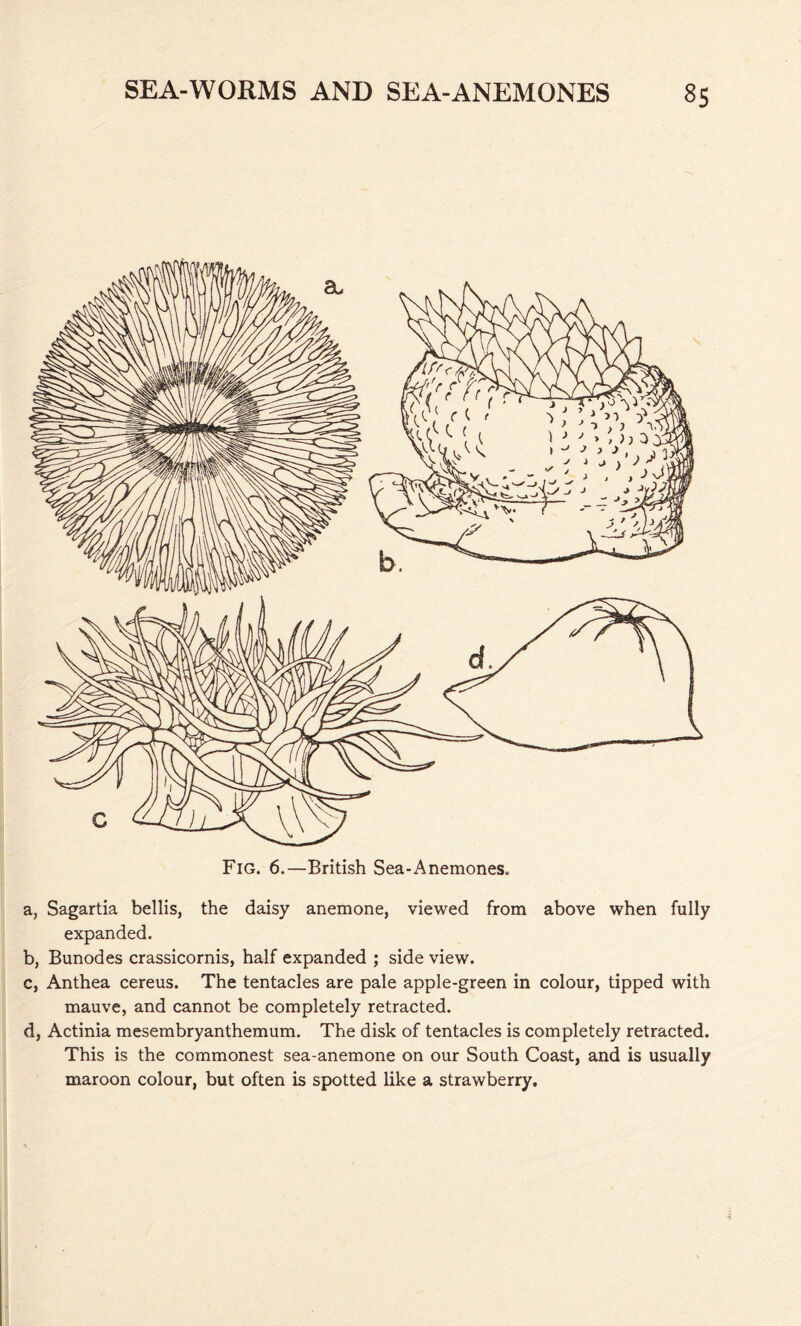 Fig. 6.—British Sea-Anemones. a, Sagartia bellis, the daisy anemone, viewed from above when fully expanded. b, Bunodes crassicornis, half expanded ; side view. c, Anthea cereus. The tentacles are pale apple-green in colour, tipped with mauve, and cannot be completely retracted. d, Actinia mesembryanthemum. The disk of tentacles is completely retracted. This is the commonest sea-anemone on our South Coast, and is usually maroon colour, but often is spotted like a strawberry.