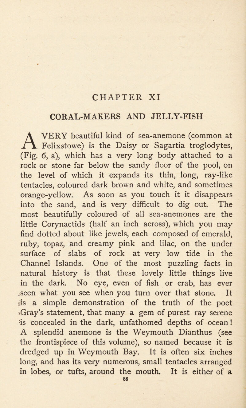 CHAPTER XI CORAL-MAKERS AND JELLY-FISH AVERY beautiful kind of sea-anemone (common at Felixstowe) is the Daisy or Sagartia troglodytes, (Fig. 6, a), which has a very long body attached to a rock or stone far below the sandy floor of the pool, on the level of which it expands its thin, long, ray-like tentacles, coloured dark brown and white, and sometimes orange-yellow. As soon as you touch it it disappears into the sand, and is very difficult to dig out. The most beautifully coloured of all sea-anemones are the little Corynactids (half an inch across), which you may find dotted about like jewels, each composed of emerald, ruby, topaz, and creamy pink and lilac, on the under surface of slabs of rock at very low tide in the Channel Islands. One of the most puzzling facts in natural history is that these lovely little things live in the dark. No eye, even of fish or crab, has ever „seen what you see when you turn over that stone. It sis a simple demonstration of the truth of the poet vGray’s statement, that many a gem of purest ray serene is concealed in the dark, unfathomed depths of ocean ! A splendid anemone is the Weymouth Dianthus (see the frontispiece of this volume), so named because it is dredged up in Weymouth Bay. It is often six inches long, and has its very numerous, small tentacles arranged in lobes, or tufts, around the mouth. It is either of a