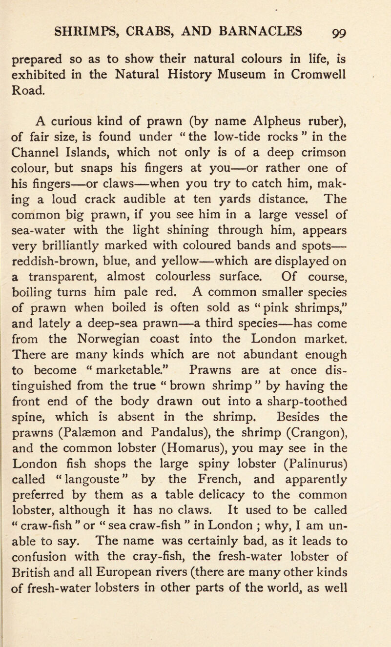 prepared so as to show their natural colours in life, is exhibited in the Natural History Museum in Cromwell Road. A curious kind of prawn (by name Alpheus ruber), of fair size, is found under “ the low-tide rocks ” in the Channel Islands, which not only is of a deep crimson colour, but snaps his fingers at you—or rather one of his fingers—or claws—when you try to catch him, mak- ing a loud crack audible at ten yards distance. The common big prawn, if you see him in a large vessel of sea-water with the light shining through him, appears very brilliantly marked with coloured bands and spots— reddish-brown, blue, and yellow—which are displayed on a transparent, almost colourless surface. Of course, boiling turns him pale red. A common smaller species of prawn when boiled is often sold as “pink shrimps,” and lately a deep-sea prawn—a third species—has come from the Norwegian coast into the London market. There are many kinds which are not abundant enough to become “ marketable.” Prawns are at once dis- tinguished from the true “ brown shrimp ” by having the front end of the body drawn out into a sharp-toothed spine, which is absent in the shrimp. Besides the prawns (Palaemon and Pandalus), the shrimp (Crangon), and the common lobster (Homarus), you may see in the London fish shops the large spiny lobster (Palinurus) called “ langouste ” by the French, and apparently preferred by them as a table delicacy to the common lobster, although it has no claws. It used to be called “ craw-fish ” or “ sea craw-fish ” in London ; why, I am un- able to say. The name was certainly bad, as it leads to confusion with the cray-fish, the fresh-water lobster of British and all European rivers (there are many other kinds of fresh-water lobsters in other parts of the world, as well