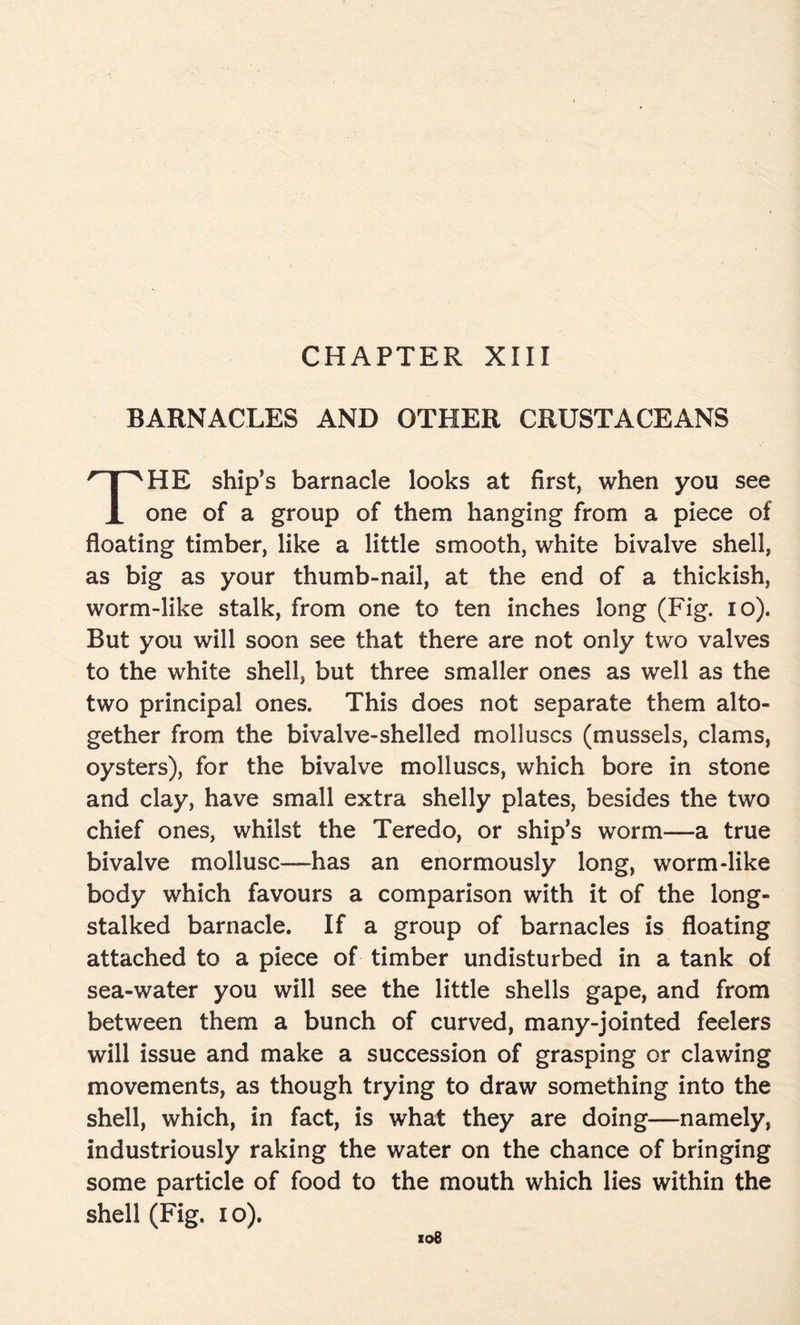 CHAPTER XIII BARNACLES AND OTHER CRUSTACEANS HE ship’s barnacle looks at first, when you see JL one of a group of them hanging from a piece of floating timber, like a little smooth, white bivalve shell, as big as your thumb-nail, at the end of a thickish, worm-like stalk, from one to ten inches long (Fig. io). But you will soon see that there are not only two valves to the white shell, but three smaller ones as well as the two principal ones. This does not separate them alto- gether from the bivalve-shelled molluscs (mussels, clams, oysters), for the bivalve molluscs, which bore in stone and clay, have small extra shelly plates, besides the two chief ones, whilst the Teredo, or ship’s worm—a true bivalve mollusc—has an enormously long, worm-like body which favours a comparison with it of the long- stalked barnacle. If a group of barnacles is floating attached to a piece of timber undisturbed in a tank of sea-water you will see the little shells gape, and from between them a bunch of curved, many-jointed feelers will issue and make a succession of grasping or clawing movements, as though trying to draw something into the shell, which, in fact, is what they are doing—namely, industriously raking the water on the chance of bringing some particle of food to the mouth which lies within the shell (Fig. io).