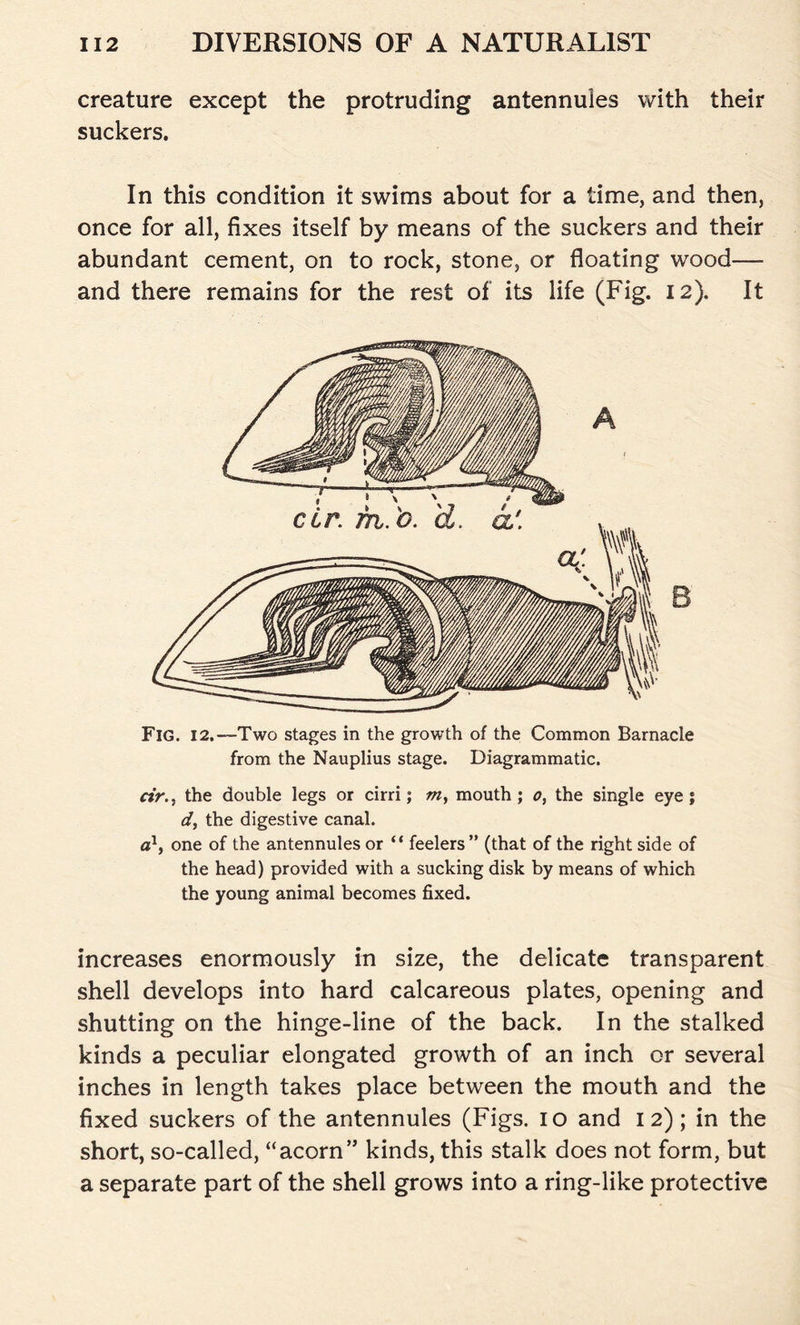 creature except the protruding antennules with their suckers. In this condition it swims about for a time, and then, once for all, fixes itself by means of the suckers and their abundant cement, on to rock, stone, or floating wood— and there remains for the rest of its life (Fig. 12). It Fig. 12.—Two stages in the growth of the Common Barnacle from the Nauplius stage. Diagrammatic. cir.t the double legs or cirri; w, mouth; o, the single eye; d, the digestive canal. a1, one of the antennules or “ feelers ” (that of the right side of the head) provided with a sucking disk by means of which the young animal becomes fixed. increases enormously in size, the delicate transparent shell develops into hard calcareous plates, opening and shutting on the hinge-line of the back. In the stalked kinds a peculiar elongated growth of an inch or several inches in length takes place between the mouth and the fixed suckers of the antennules (Figs. 10 and 12); in the short, so-called, “acorn” kinds, this stalk does not form, but a separate part of the shell grows into a ring-like protective