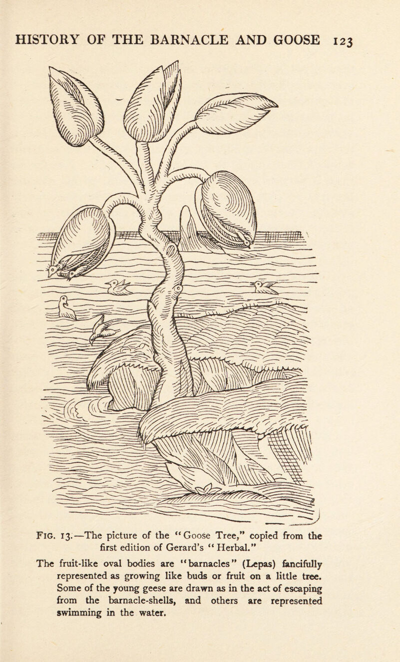 Fig. 13.—The picture of the “ Goose Tree/' copied from the first edition of Gerard’s “ Herbal.” The fruit-like oval bodies are “barnacles” (Lepas) fancifully represented as growing like buds or fruit on a little tree. Some of the young geese are drawn as in the act of escaping from the barnacle-shells, and others are represented swimming in the water.