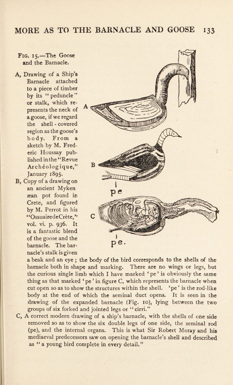 Fig. 15.—The Goose and the Barnacle. A, Drawing of a Ship’s Barnacle attached to a piece of timber by its “peduncle” or stalk, which re- presents the neck of a goose, if we regard the shell - covered region as the goose’s body. From a sketch by M. Fred- eric Houssay pub- lished in the “Revue Archeologique,” January 1895. B, Copy of a drawing on an ancient Myken sean pot found iD Crete, and figured by M. Perrot in his “OssuairedeCrete,'’ vol. vi. p. 936. It is a fantastic blend of the goose and the barnacle. The bar- nacle’s stalk is given a beak and an eye ; the body of the bird corresponds to the shells of the barnacle both in shape and marking. There are no wings or legs, but the curious single limb which I have marked * pe ’ is obviously the same thing as that marked * pe ’ in figure C, which represents the barnacle when cut open so as to show the structures within the shell, ‘pe ’ is the rod-like body at the end of which the seminal duct opens. It is seen in the drawing of the expanded barnacle (Fig. 10), lying between the two groups of six forked and jointed legs or “cirri.” C, A correct modern drawing of a ship’s barnacle, with the shells of one side removed so as to show the six double legs of one side, the seminal rod (pe), and the internal organs. This is what Sir Robert Moray and his mediaeval predecessors saw on opening the barnacle’s shell and described as “ a young bird complete in every detail.”