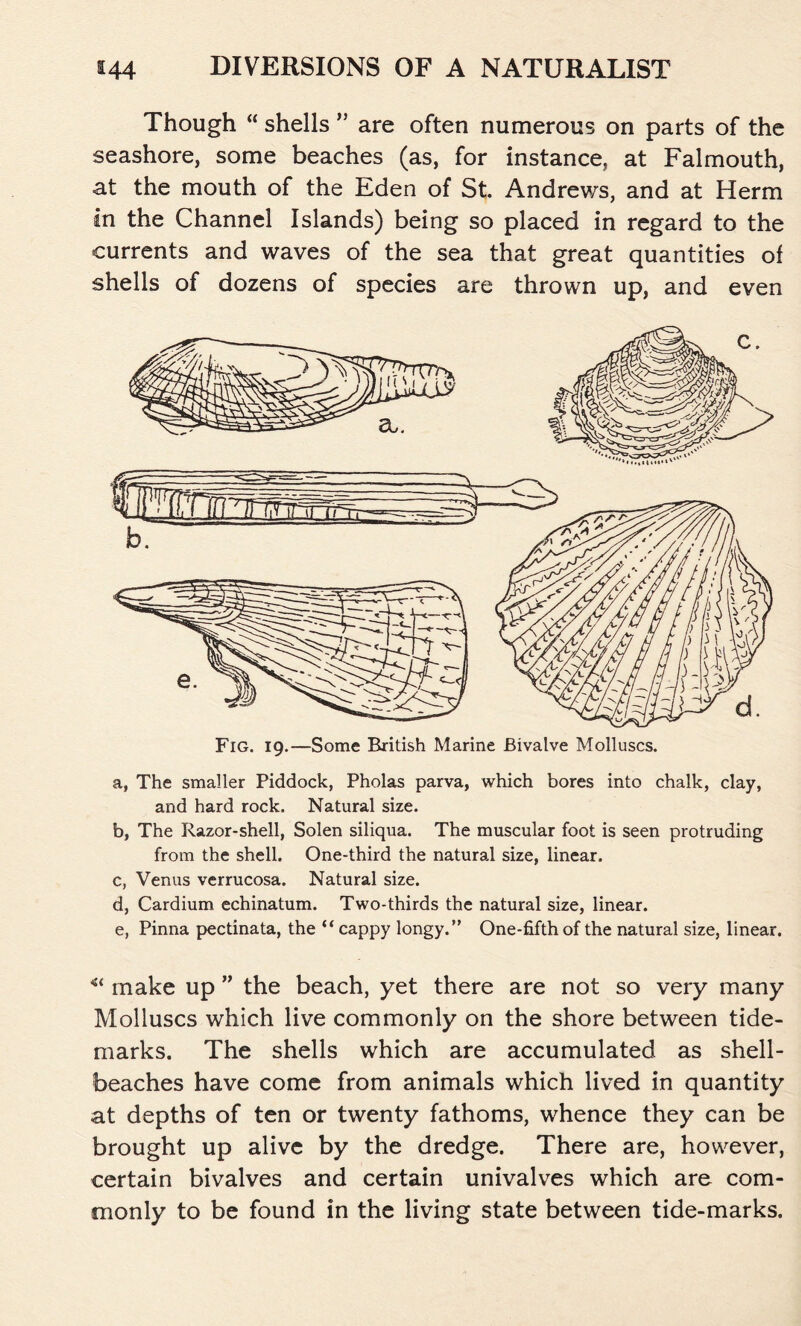 Though “ shells ” are often numerous on parts of the seashore, some beaches (as, for instance, at Falmouth, at the mouth of the Eden of St. Andrews, and at Herm in the Channel Islands) being so placed in regard to the currents and waves of the sea that great quantities of shells of dozens of species are thrown up, and even a, The smaller Piddock, Pholas parva, which bores into chalk, clay, and hard rock. Natural size. b, The Razor-shell, Solen siliqua. The muscular foot is seen protruding from the shell. One-third the natural size, linear. c, Venus verrucosa. Natural size. d, Cardium echinatum. Two-thirds the natural size, linear. e, Pinna pectinata, the “ cappy longy.” One-fifth of the natural size, linear. <c make up ” the beach, yet there are not so very many Molluscs which live commonly on the shore between tide- marks. The shells which are accumulated as shell- beaches have come from animals which lived in quantity at depths of ten or twenty fathoms, whence they can be brought up alive by the dredge. There are, however, certain bivalves and certain univalves which are com- monly to be found in the living state between tide-marks.