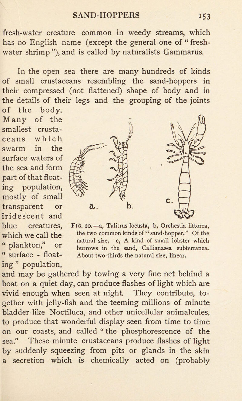 fresh-water creature common in weedy streams, which has no English name (except the general one of “ fresh- water shrimp ”), and is called by naturalists Gammarus. In the open sea there are many hundreds of kinds of small crustaceans resembling the sand-hoppers in their compressed (not flattened) shape of body and in the details of their legs and the grouping of the joints of the body. Many of the smallest crusta- ceans which swarm in the surface waters of the sea and form part of that float- ing population, mostly of small transparent or iridescent and blue creatures, which we call the “ plankton,” or “ surface - float- ing ” population, and may be gathered by towing a very fine net behind a boat on a quiet day, can produce flashes of light which are vivid enough when seen at night. They contribute, to- gether with jelly-fish and the teeming millions of minute bladder-like Noctiluca, and other unicellular animalcules, to produce that wonderful display seen from time to time on our coasts, and called “ the phosphorescence of the sea.” These minute crustaceans produce flashes of light by suddenly squeezing from pits or glands in the skin a secretion which is chemically acted on (probably Fig. 20.—a, Talitrus locusta, b, Orchestia littorea, the two common kinds of ** sand-hopper. ” Of the natural size, c, A kind of small lobster which burrows in the sand, Callianassa subterranea. About two-thirds the natural size, linear.