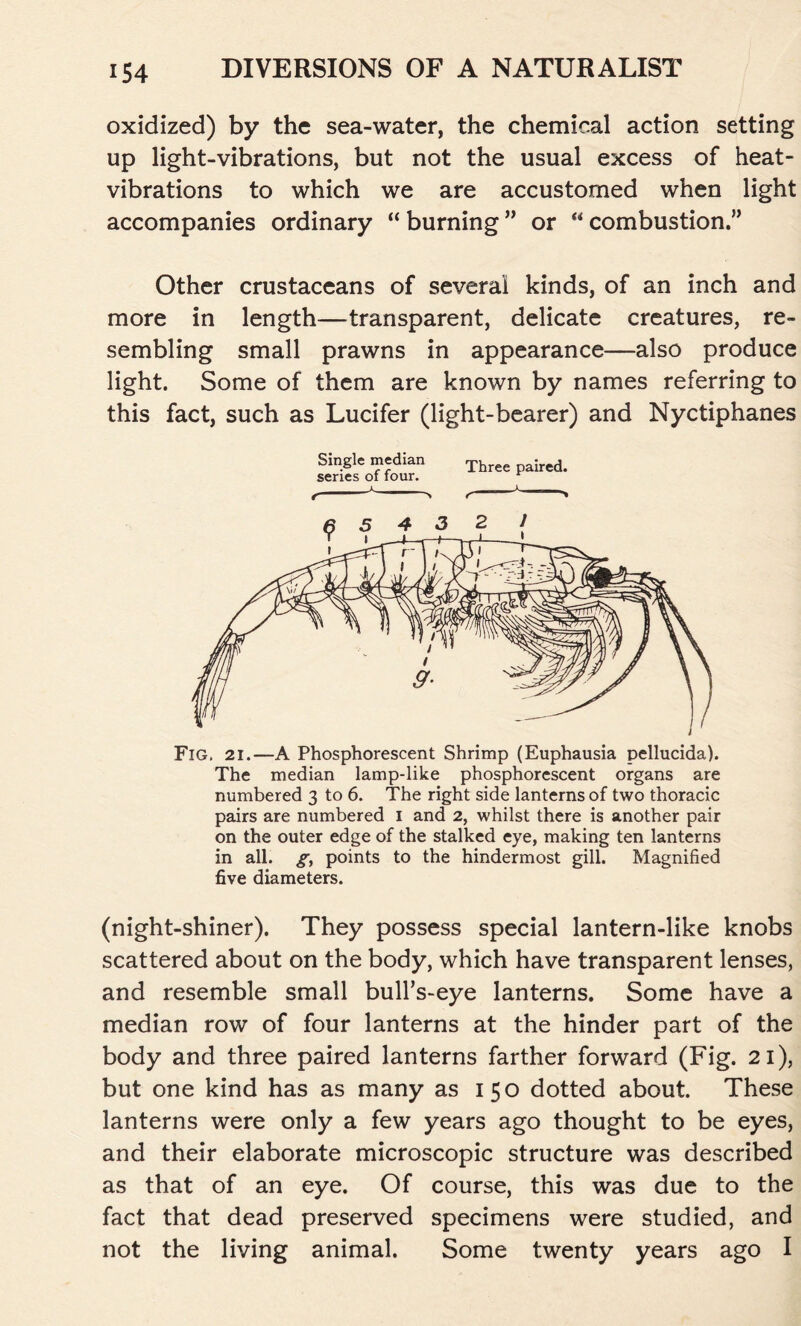 oxidized) by the sea-water, the chemical action setting up light-vibrations, but not the usual excess of heat- vibrations to which we are accustomed when light accompanies ordinary “ burning ” or “ combustion.” Other crustaceans of several kinds, of an inch and more in length—transparent, delicate creatures, re- sembling small prawns in appearance—also produce light. Some of them are known by names referring to this fact, such as Lucifer (light-bearer) and Nyctiphanes Single median Three ired> series of four. Fig. 21.—A Phosphorescent Shrimp (Euphausia pellucida). The median lamp-like phosphorescent organs are numbered 3 to 6. The right side lanterns of two thoracic pairs are numbered 1 and 2, whilst there is another pair on the outer edge of the stalked eye, making ten lanterns in all. g, points to the hindermost gill. Magnified five diameters. (night-shiner). They possess special lantern-like knobs scattered about on the body, which have transparent lenses, and resemble small bull’s-eye lanterns. Some have a median row of four lanterns at the hinder part of the body and three paired lanterns farther forward (Fig. 21), but one kind has as many as 150 dotted about. These lanterns were only a few years ago thought to be eyes, and their elaborate microscopic structure was described as that of an eye. Of course, this was due to the fact that dead preserved specimens were studied, and not the living animal. Some twenty years ago I