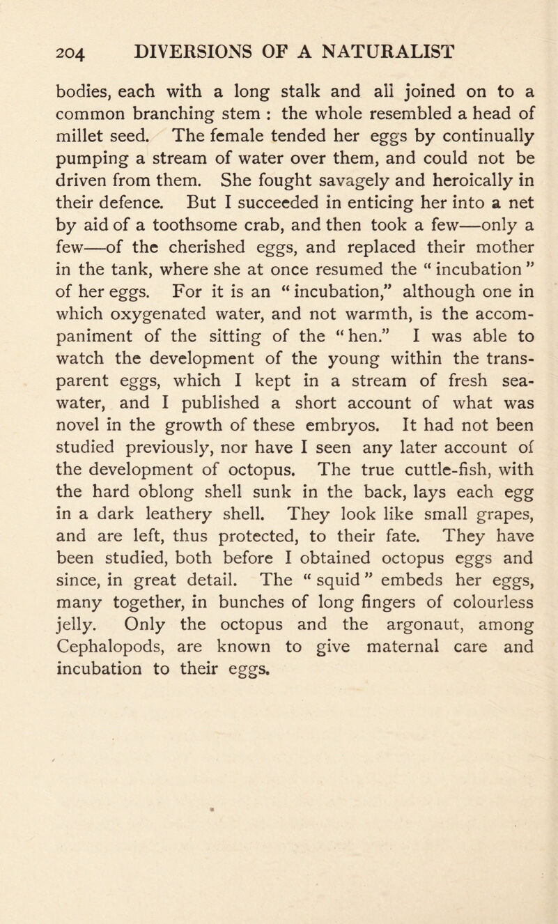 bodies, each with a long stalk and all joined on to a common branching stem : the whole resembled a head of millet seed. The female tended her eggs by continually pumping a stream of water over them, and could not be driven from them. She fought savagely and heroically in their defence. But I succeeded in enticing her into a net by aid of a toothsome crab, and then took a few—only a few—of the cherished eggs, and replaced their mother in the tank, where she at once resumed the “ incubation ” of her eggs. For it is an “ incubation,” although one in which oxygenated water, and not warmth, is the accom- paniment of the sitting of the “ hen.” I was able to watch the development of the young within the trans- parent eggs, which I kept in a stream of fresh sea- water, and I published a short account of what was novel in the growth of these embryos. It had not been studied previously, nor have I seen any later account of the development of octopus. The true cuttle-fish, with the hard oblong shell sunk in the back, lays each egg in a dark leathery shell. They look like small grapes, and are left, thus protected, to their fate. They have been studied, both before I obtained octopus eggs and since, in great detail. The “ squid ” embeds her eggs, many together, in bunches of long fingers of colourless jelly. Only the octopus and the argonaut, among Cephalopods, are known to give maternal care and incubation to their eggs.