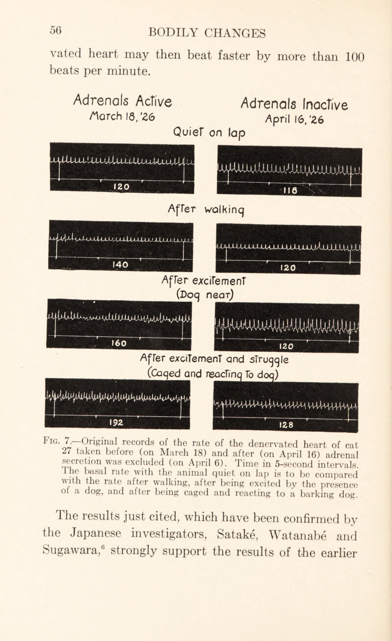 vated heart may then beat faster by more than 100 beats per minute. Adrenals Active /'larch 18,'26 Quiet on Adrenals Inactive April 16,'26 lap jU - v---p--4- 120 After walkincj After excitement (Doq near) RUT “ After excitement and sTruggle (Caged and reacting To doq) MMAA- Fig* 7.-Original records of the rate of the denervated heart of cat 27 taken before (on March 18) and after (on April 16) adrenal secretion was excluded (on April 6). Time in 5-second intervals. 1 he basal rate with the animal quiet on lap is to be compared with the rate after walking, after being excited by the presence of a dog, and after being caged and reacting to a barking dog. The results just cited, which have been confirmed by the Japanese investigators, Satake, Watanabe and Sugawara,6 strongly support the results of the earlier