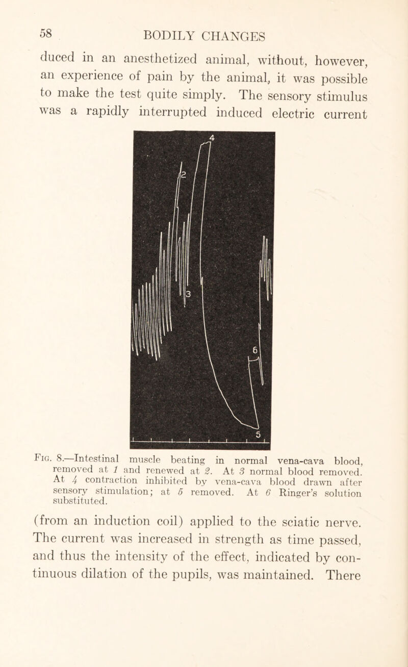 duced in an anesthetized animal, without, however, an experience of pain by the animal, it was possible to make the test quite simply. The sensory stimulus was a rapidly interrupted induced electric current Fig. 8. Intestinal muscle beating in normal vena-cava blood, removed at 1 and renewed at 2. At 3 normal blood removed. At 4 contraction inhibited by vena-cava blood drawn after sensory stimulation; at 5 removed. At 6 Ringer’s solution substituted. (from an induction coil) applied to the sciatic nerve. The current was increased in strength as time passed, and thus the intensity of the effect, indicated by con¬ tinuous dilation of the pupils, was maintained. There