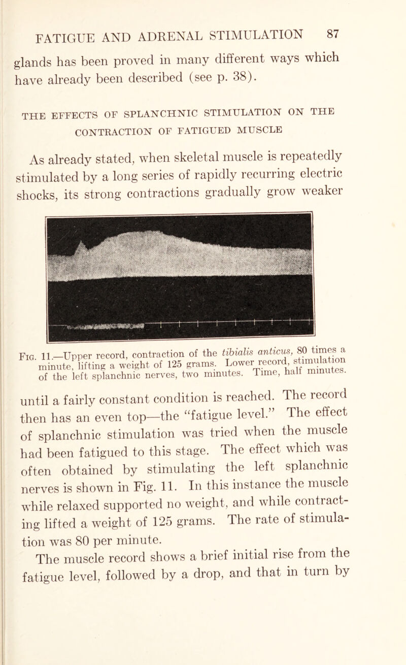 glands has been proved in many different ways which have already been described (see p. 38). THE EFFECTS OF SPLANCHNIC STIMULATION ON THE CONTRACTION OF FATIGUED MUSCLE As already stated, when skeletal muscle is repeatedly stimulated by a long series of rapidly recurring electric shocks, its strong contractions gradually grow weaker Fig. 11_Upper record, contraction of the tibialis anticus, 80 times a ninutef lifting a weight of 125 grama. Lower record st.mnlatmn )f the left splanchnic nerves, two minutes. Time, hall minutes. until a fairly constant condition is reached. The record then has an even top—the “fatigue level.” The effect of splanchnic stimulation was tried when the muscle had been fatigued to this stage. The effect which was often obtained by stimulating the left splanchnic nerves is shown in Fig. 11. In this instance the muscle while relaxed supported no weight, and while contract¬ ing lifted a weight of 125 grams. The rate of stimula¬ tion was 80 per minute. The muscle record shows a brief initial rise from the fatigue level, followed by a drop, and that in turn by