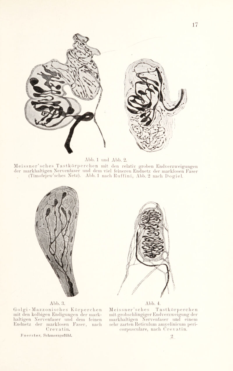 Abb. 1 und Abb. 2. Meissner sch es Tastkörperchen mit den relativ groben Endverzweigungen der markhaltigen Nervenfaser und dem viel feineren Endnetz der marklosen Faser (Timofejew’sches Netz). Abb. 1 nach Ruffini, Abb. 2 nach Dogiel. Abb. 3. Go 1 gi - Mazzonisches Körperchen mit den kolbigen Endigungen der mark¬ haltigen Nervenfaser und dem feinen Endnetz der marklosen Faser, nach Crevatin. Foerster, Schmerzgefühl. Abb. 4. Meissner’sches T a s t k ö r p e r c h e n mit grobschlingiger Endverzweigung der markhaltigen Nervenfaser und einem sehr zarten Reticulum amyelinicum peri- corpusculare, nach Crevatin. o