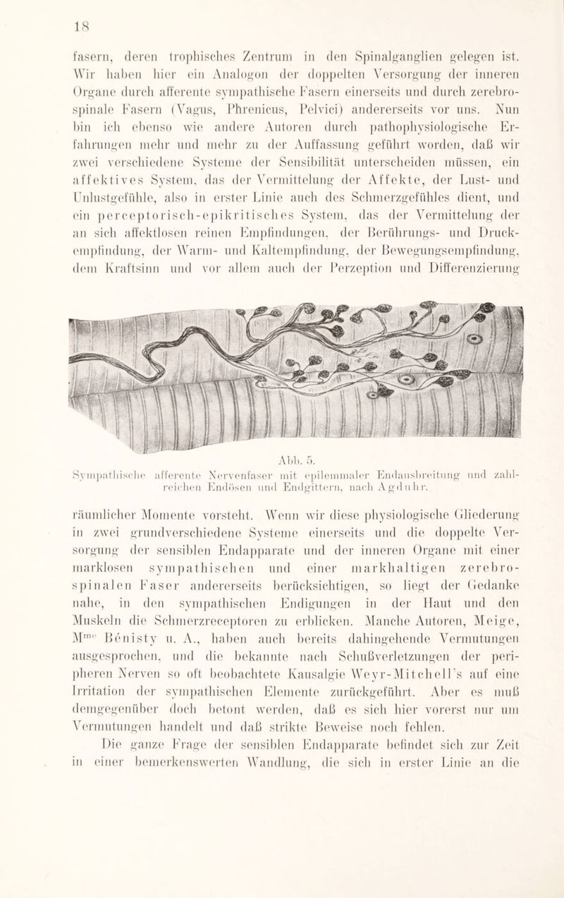 fasern, deren trophisches Zentrum in den Spinalganglien gelegen ist. Wir haben liier ein Analogon der doppelten Versorgung der inneren Organe durch afferente sympathische Fasern einerseits und durch zerebro- spinale Fasern (Vagus, Phrenicus, Pelvici) andererseits vor uns. Nun bin ich ebenso wie andere Autoren durch pathophysiologische Er¬ fahrungen mehr und mehr zu der Auffassung geführt worden, daß wir zwei verschiedene Systeme der Sensibilität unterscheiden müssen, ein affektives System, das der Vermittelung der Affekte, der Lust- und Unlustgefühle, also in erster Linie auch des Schmerzgefühles dient, und ein perceptorisch-epikritisches System, das der Vermittelung der an sich affektlosen reinen Empfindungen, der Berührungs- und Druck¬ empfindung, der Warm- und Kaltempfindung, der Bewegungsempfindung, dem Kraftsinn und vor allem auch der Perzeption und Differenzierung Abb. 5. Sympathische afferente Nervenfaser mit epilemmaler Endausbreitung und zahl¬ reichen Endösen und Endgittern, nachAgduhr. räumlicher Momente vorsteht. Wenn wir diese physiologische Gliederung in zwei grundverschiedene Systeme einerseits und die doppelte Ver¬ sorgung der sensiblen Endapparate und der inneren Organe mit einer marklosen sympathischen und einer markhaltigen zerebro- spinalen Faser andererseits berücksichtigen, so liegt der Gedanke nahe, in den sympathischen Endigungen in der Haut und den Muskeln die Schmerzreceptoren zu erblicken. Manche Autoren, Meige, Mmo Benisty u. A., haben auch bereits dahingehende Vermutungen ausgesprochen, und die bekannte nach Schußverletzungen der peri¬ pheren Nerven so oft beobachtete Kausalgie Weyr-MitchelLs auf eine Irritation der sympathischen Elemente zurückgeführt. Aber es muß demgegenüber doch betont werden, daß es sich hier vorerst nur um Vermutungen handelt und daß strikte Beweise noch fehlen. Die ganze Frage der sensiblen Endapparate befindet sich zur Zeit in einer bemerkenswerten Wandlung, die sich in erster Linie an die