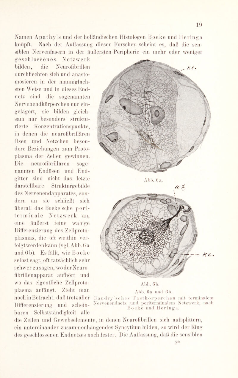 Namen Apathy's und der holländischen Histologen Boeke und Heringa knüpft. Nach der Auffassung dieser Forscher scheint es, daß die sen¬ siblen Nervenfasern in der äußersten Peripherie ein mehr oder weniger Abi). 6a. a, X geschlossenes Netzwerk bilden, die Neurofibrillen durchflechten sich und anasto- mosieren in der mannigfach¬ sten Weise und in dieses End¬ netz sind die sogenannten Nervenendkörperchen nur ein¬ gelagert, sie bilden gleich¬ sam nur besonders struktu¬ rierte Ko nzen tr atio n spu n kt e, in denen die neurofibrillären Ösen und Netzchen beson¬ dere Beziehungen zum Proto¬ plasma der Zellen gewinnen. Die neurofibrillären soge¬ nannten Endösen und End¬ gitter sind nicht das letzte d arstellb ar e Struktu rgebil c l e des Nervenendapparates, son¬ dern an sie schließt sich überall das Boeke’sche peri- terminale Netzwerk an, eine äußerst feine wabige Differenzierung des Zellproto¬ plasmas, die oft weithin ver¬ folgtwerden kann (vgl. Abb.6 a und 6b). Es fällt, wie Boeke selbst sagt, oft tatsächlich sehr schwer Zusagen, wo der Neuro¬ fibrillenapparat aufhört und wo das eigentliche Zellproto¬ plasma anfängt. Zieht man noch in Betracht, daß trotz aller Differenzierung und schein¬ baren Selbstständigkeit alle die Zellen und Gewebselemente, in denen Neurofibrillen sich aufsplittern, ein untereinander zusammenhängendes Syncytimn bilden, so wird der Ring des geschlossenen Endnetzes noch fester. Die Auffassung, daß die sensiblen Abh. 61). Abb. 6 a und 6b. Gau dry’sc lies Tastkörperchen mit terminalem Nervenendnetz und periterminalem Netzwerk, nach Boeke und Heringa. o*