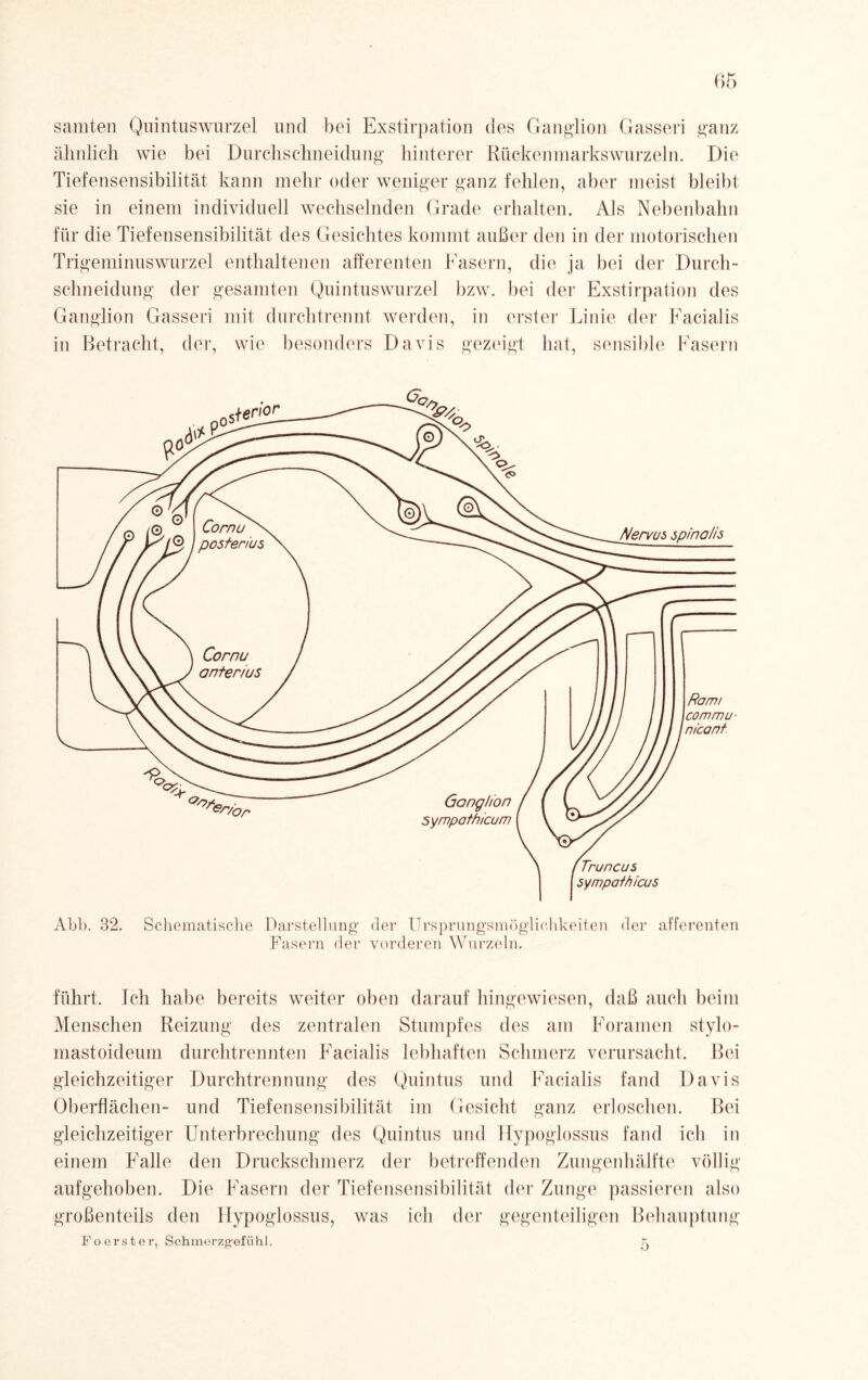 samten Quintuswurzel und bei Exstirpation des Ganglion Gasseri ganz ähnlich wie bei Durchschneidung hinterer Rückenmarkswurzeln. Die Tiefensensibilität kann mehr oder weniger ganz fehlen, aber meist bleibt sie in einem individuell wechselnden Grade erhalten. Als Nebenbahn für die Tiefensensibilität des Gesichtes kommt außer den in der motorischen Trigeminuswurzel enthaltenen afferenten Fasern, die ja bei der Durch¬ schneidung der gesamten Quintuswurzel bzw. bei der Exstirpation des Ganglion Gasseri mit durchtrennt werden, in erster Linie der Facialis in Betracht, der, wie besonders Davis gezeigt hat, sensible Fasern Abb. 32. Schematische Darstellung der Ursprungsmöglichkeiten der afferenten Fasern der vorderen Wurzeln. führt. Ich habe bereits weiter oben darauf hingewiesen, daß auch beim Menschen Reizung des zentralen Stumpfes des am Foramen stylo- mastoideum durchtrennten Facialis lebhaften Schmerz verursacht. Bei gleichzeitiger Durchtrennung des Quintus und Facialis fand Davis Oberflächen- und Tiefensensibilität im Gesicht ganz erloschen. Bei gleichzeitiger Unterbrechung des Quintus und Hypoglossus fand ich in einem Falle den Druckschmerz der betreffenden Zungenhälfte völlig aufgehoben. Die Fasern der Tiefensensibilität der Zunge passieren also großenteils den Hypoglossus, was ich der gegenteiligen Behauptung Fo er st er, Schmei’zgefühl. k