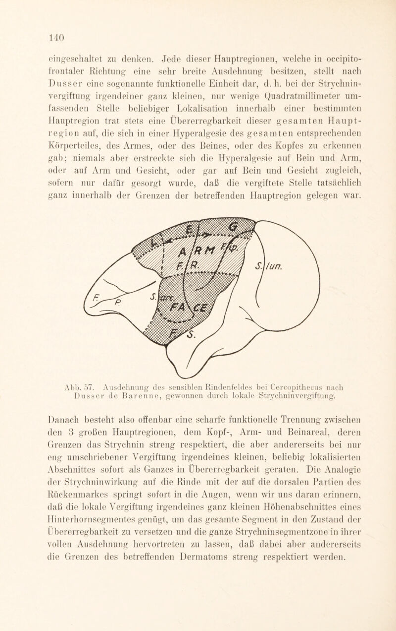 eingeschaltet zu denken. Jede dieser Hauptregionen, welche in occipito- frontaler Richtung eine sehr breite Ausdehnung besitzen, stellt nach Dusser eine sogenannte funktionelle Einheit dar, d. h. bei der Strychnin¬ vergiftung irgendeiner ganz kleinen, nur wenige Quadratmillimeter um¬ fassenden Stelle beliebiger Lokalisation innerhalb einer bestimmten Hauptregion trat stets eine Übererregbarkeit dieser gesamten Haupt¬ region auf, die sich in einer Hyperalgesie des gesamten entsprechenden Körperteiles, des Armes, oder des Beines, oder des Kopfes zu erkennen gab; niemals aber erstreckte sich die Hyperalgesie auf Bein und Arm, oder auf Arm und Gesicht, oder gar auf Bein und Gesicht zugleich, sofern nur dafür gesorgt wurde, daß die vergiftete Stelle tatsächlich ganz innerhalb der Grenzen der betreffenden Hauptregion gelegen war. Abb. 57. Ausdehnung des sensiblen Rindenfeldes bei Cercopithecus nach Dusser de Barenne, gewonnen durch lokale Strychninvergiftung. Danach besteht also offenbar eine scharfe funktionelle Trennung zwischen den 3 großen Hauptregionen, dem Kopf-, Arm- und Beinareal, deren Grenzen das Strychnin streng respektiert, die aber andererseits bei nur eng umschriebener Vergiftung irgendeines kleinen, beliebig lokalisierten Abschnittes sofort als Ganzes in Übererregbarkeit geraten. Die Analogie der Strychnin Wirkung auf die Rinde mit der auf die dorsalen Partien des Rückenmarkes springt sofort in die Augen, wenn wir uns daran erinnern, daß die lokale Vergiftung irgendeines ganz kleinen Höhenabschnittes eines Hinterhornsegmentes genügt, um das gesamte Segment in den Zustand der Übererregbarkeit zu versetzen und die ganze Strychninsegmentzone in ihrer vollen Ausdehnung hervortreten zu lassen, daß dabei aber andererseits die Grenzen des betreffenden Dermatoms streng respektiert werden.