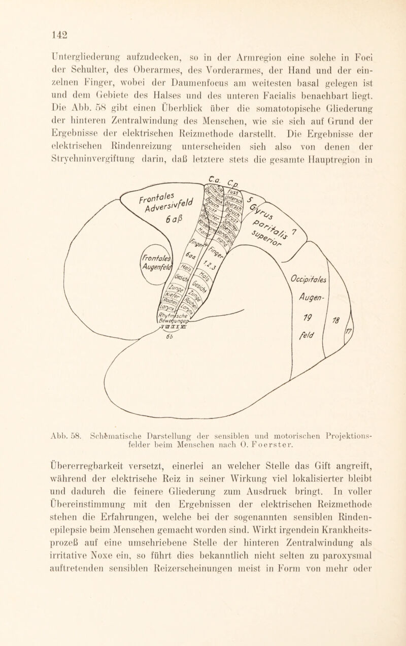 Untergliederung' aufzudecken, so in der Armregion eine solche in Foci der Schulter, des Oberarmes, des Vorderarmes, der Hand und der ein¬ zelnen Finger, wobei der Daumenfocus am weitesten basal gelegen ist und dem Gebiete des Halses und des unteren Facialis benachbart liegt. Die Abb. 58 gibt einen Überblick über die somatotopische Gliederung der hinteren Zentralwindung des Menschen, wie sie sich auf Grund der Ergebnisse der elektrischen Reizmethode darstellt. Die Ergebnisse der elektrischen Rindenreizung unterscheiden sich also von denen der Strychninvergiftung darin, daß letztere stets die gesamte Hauptregion in Abb. 58. Schematische Darstellung der sensiblen und motorischen Projektions¬ felder beim Menschen nach 0. Foerster. Übererregbarkeit versetzt, einerlei an welcher Stelle das Gift angreift, während der elektrische Reiz in seiner Wirkung viel lokalisierter bleibt und dadurch die feinere Gliederung zum Ausdruck bringt. In voller Übereinstimmung mit den Ergebnissen der elektrischen Reizmethode stehen die Erfahrungen, welche bei der sogenannten sensiblen Rinden¬ epilepsie beim Menschen gemacht worden sind. Wirkt irgendein Krankheits¬ prozeß auf eine umschriebene Stelle der hinteren Zentralwindung als irritative Noxe ein, so führt dies bekanntlich nicht selten zu paroxysmal auftretenden sensiblen Reizerscheinungen meist in Form von mehr oder