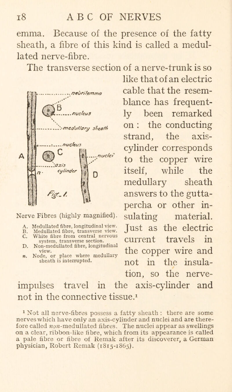 emnia. Because of the presence of the fatty sheath, a fibre of this kind is called a medul- lated nerve-fibre. The transverse section of a nerve-trunk is so like that of an electric ,. rrucfeuS m e duf/ury dficofk nucleus ..ax/s Cy/inder I* D .neuri/emmo cable that the resem- | blance has frequent¬ ly been remarked on : the conducting strand, the axis- cylinder corresponds to the copper wire itself, while the medullary sheath answers to the gutta¬ percha or other in- Nerve Fibres (highly magnified), sulatfilg material. Just as the electric current travels in the copper wire and not in the insula¬ tion, so the nerve- impulses travel in the axis-cylinder and not in the connective tissue.1 A. B. C. D. «. Medullated fibre, longitudinal view. Medullated fibre, transverse view. White fibre from central nervous system, transverse section. Non-medullated fibre, longitudinal view. Node, or place where medullary sheath is interrupted. 1 Not all nerve-fibres possess a fatty sheath : there are some nerves which have only an axis-cylinder and nuclei and are there¬ fore called wow-medullated fibres. The nuclei appear as swellings on a clear, ribbon-like fibre, which from its appearance is called a pale fibre or fibre of Remak after its discoverer, a German physician, Robert Remak (1815-1865).