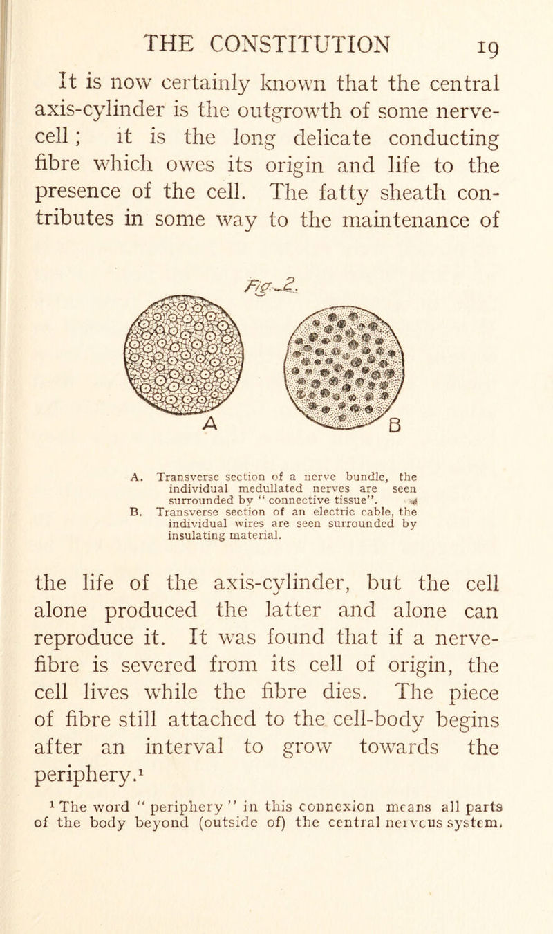 It is now certainly known that the central axis-cylinder is the outgrowth of some nerve¬ cell ; it is the long delicate conducting fibre which owes its origin and life to the presence of the cell. The fatty sheath con¬ tributes in some way to the maintenance of A. Transverse section of a nerve bundle, the individual medullated nerves are seen surrounded by “ connective tissue”. <4 B. Transverse section of an electric cable, the individual wires are seen surrounded by insulating material. the life of the axis-cylinder, but the cell alone produced the latter and alone can reproduce it. It was found that if a nerve- fibre is severed from its cell of origin, the cell lives while the fibre dies. The piece of fibre still attached to the cell-body begins after an interval to grow towards the periphery.1 1 The word  periphery ” in this connexion means all parts of the body beyond (outside of) the central neivcus system,