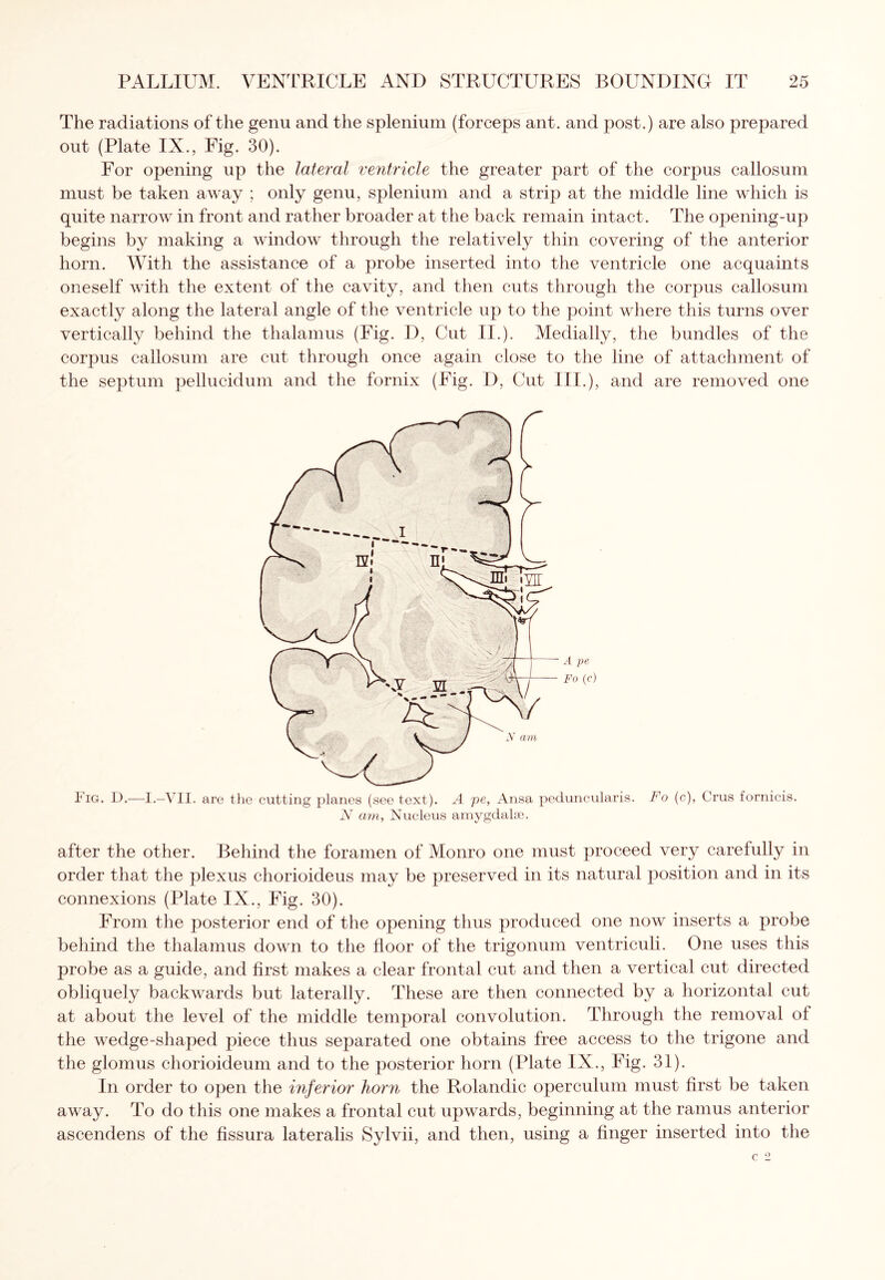 The radiations of the genu and the splenium (forceps ant. and post.) are also prepared out (Plate IX., Fig. 30). For opening up the lateral ventricle the greater part of the corpus callosum must be taken away ; only genu, splenium and a strip at the middle line which is quite narrow in front and rather broader at the back remain intact . The opening-up begins by making a window through the relatively thin covering of the anterior horn. With the assistance of a probe inserted into the ventricle one acquaints oneself with the extent of the cavity, and then cuts through the corpus callosum exactly along the lateral angle of the ventricle up to the point where this turns over vertically behind the thalamus (Fig. D, Cut II.). Medially, the bundles of the corpus callosum are cut through once again close to the line of attachment of the septum pellucidum and the fornix (Fig. D, Cut III.), and are removed one A pe Fo (c) Fig. F).— -I. VII. are the cutting planes (see text). A pe, Ansa peduncularis. Fo (c), Crus fornicis. N cnn. Nucleus amygdalae. after the other. Behind the foramen of Monro one must proceed very carefully in order that the plexus chorioideus may be preserved in its natural position and in its connexions (Plate IX., Fig. 30). From the posterior end of the opening thus produced one now inserts a probe behind the thalamus down to the floor of the trigonum ventriculi. One uses this probe as a guide, and first makes a clear frontal cut and then a vertical cut directed obliquely backwards but laterally. These are then connected by a horizontal cut at about the level of the middle temporal convolution. Through the removal of the wedge-shaped piece thus separated one obtains free access to the trigone and the glomus chorioideum and to the posterior horn (Plate IX., Fig. 31). In order to open the inferior horn the Rolandic operculum must first be taken away. To do this one makes a frontal cut upwards, beginning at the ramus anterior ascendens of the fissura lateralis Sylvii, and then, using a finger inserted into the
