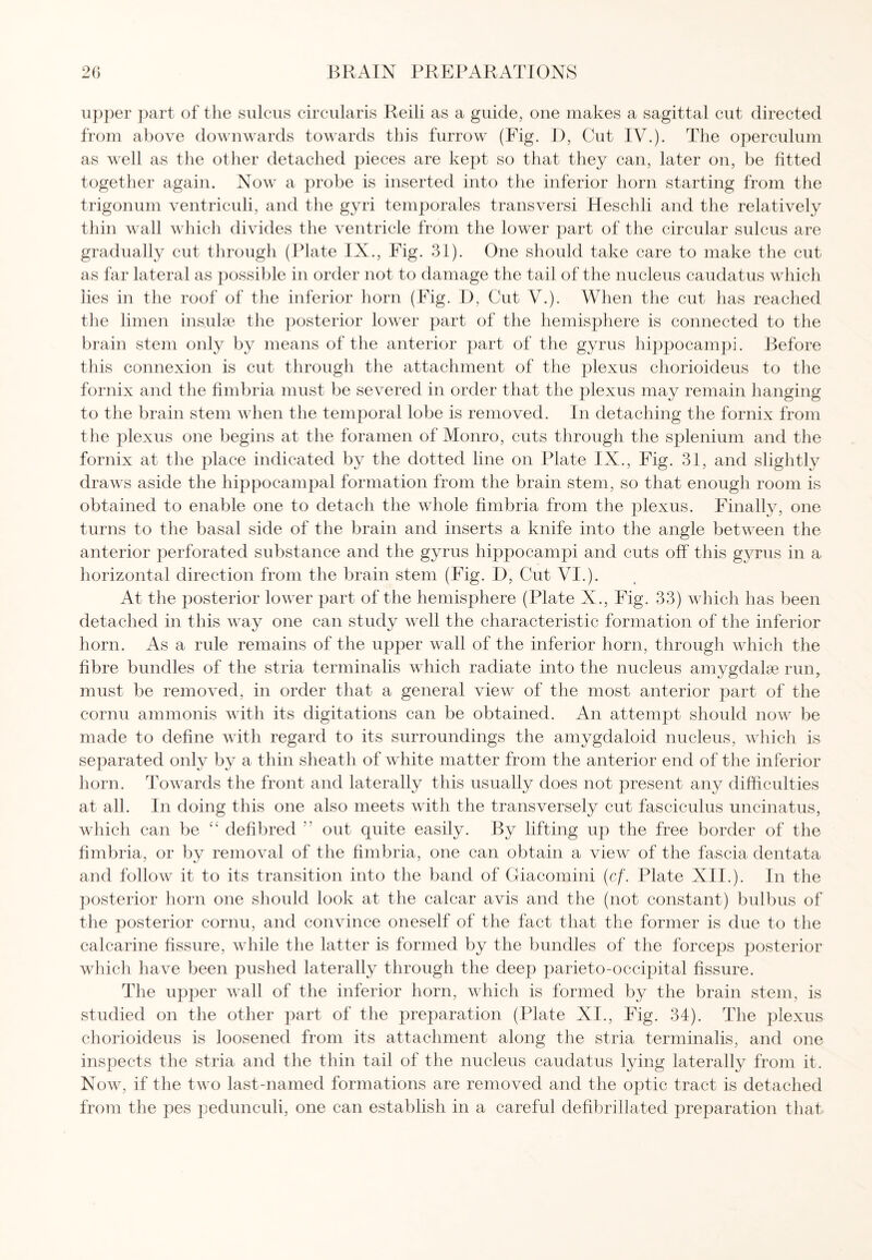 upper part of the sulcus circularis Reili as a guide, one makes a sagittal cut directed from above downwards towards this furrow (Fig. I), Cut IV.). The operculum as well as the other detached pieces are kept so that they can, later on, be fitted together again. Now a probe is inserted into the inferior horn starting from the trigonum ventriculi, and the gyri temporales trailsversi Heschli and the relatively thin wall which divides the ventricle from the lower part of the circular sulcus are gradually cut through (Plate IX., Fig. 31). One should take care to make the cut as far lateral as possible in order not to damage the tail of the nucleus caudatus which lies in the roof of the inferior horn (Fig. D, Cut V.). When the cut has reached the limen insulae the posterior lower part of the hemisphere is connected to the brain stem only by means of the anterior part of the gyrus hippocampi. Before this connexion is cut through the attachment of the plexus chorioideus to the fornix and the fimbria must be severed in order that the plexus may remain hanging to the brain stem when the temporal lobe is removed. In detaching the fornix from the plexus one begins at the foramen of Monro, cuts through the splenium and the fornix at the place indicated by the dotted line on Plate IX., Fig. 31, and slightly draws aside the hippocampal formation from the brain stem, so that enough room is obtained to enable one to detach the whole fimbria from the plexus. Finally, one turns to the basal side of the brain and inserts a knife into the angle between the anterior perforated substance and the gyrus hippocampi and cuts off' this gyrus in a horizontal direction from the brain stem (Fig. I), Cut VI.). At the posterior lower part of the hemisphere (Plate X., Fig. 33) which has been detached in this way one can study well the characteristic formation of the inferior horn. As a rule remains of the upper wall of the inferior horn, through which the fibre bundles of the stria terminalis which radiate into the nucleus amygdalae run, must be removed, in order that a general view of the most anterior part of the cornu ammonis with its digitations can be obtained. An attempt should now be made to define with regard to its surroundings the amygdaloid nucleus, which is separated only by a thin sheath of white matter from the anterior end of the inferior horn. Towards the front and laterally this usually does not present any difficulties at all. In doing this one also meets with the transversely cut fasciculus uncinatus, which can be “ defibred out quite easily. By lifting up the free border of the fimbria, or by removal of the fimbria, one can obtain a view of the fascia dentata and follow it to its transition into the band of Giacomini (cf. Plate XII.). In the posterior horn one should look at the calcar avis and the (not constant) bulbus of the posterior cornu, and convince oneself of the fact that the former is due to the calcarine fissure, while the latter is formed by the bundles of the forceps posterior which have been pushed laterally through the deep parieto-occipital fissure. The upper wall of the inferior horn, which is formed by the brain stem, is studied on the other part of the preparation (Plate XI., Fig. 34). The plexus chorioideus is loosened from its attachment along the stria terminalis, and one inspects the stria and the thin tail of the nucleus caudatus lying laterally from it. Now, if the two last-named formations are removed and the optic tract is detached from the pes pedunculi, one can establish in a careful defibrillated preparation that
