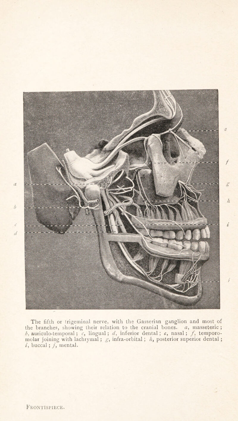 The fifth or trigeminal nerve, with the Gasserian ganglion and most of the branches, showing their relation to the cranial bones. a, masseteric ; b, auriculo-temporal; c, lingual; d, inferior dental ; g, nasal; f, temporo- molar joining with lachrymal; g, infra-orbital ; li, posterior superior dental; i, buccal ; j, mental. Frontispiece