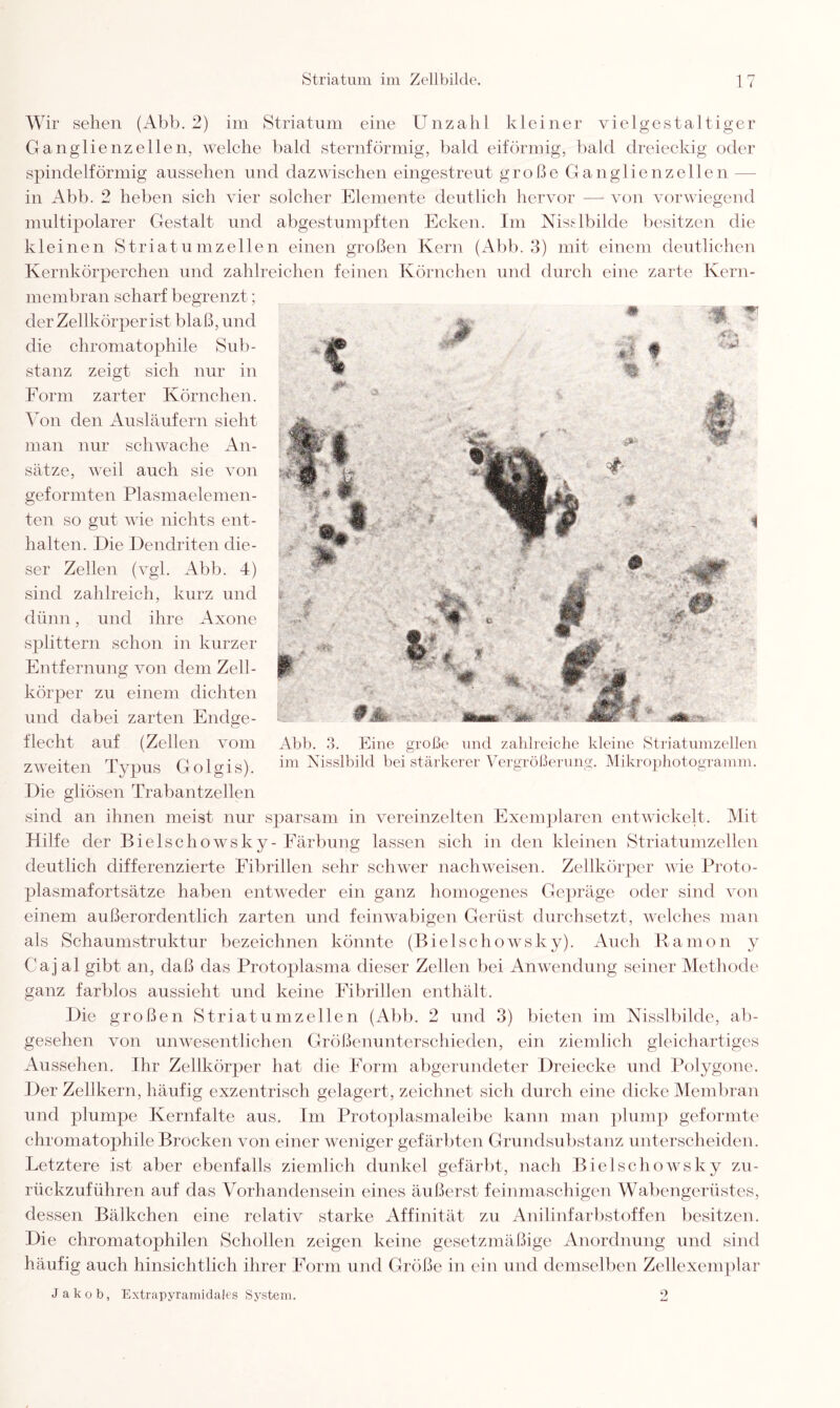 Wir sehen (Abb. 2) im Striatum eine Unzahl kleiner vielgestaltiger Ganglienzellen, welche bald sternförmig, bald eiförmig, bald dreieckig oder spindelförmig aussehen und dazwischen eingestreut große Ganglienzellen - in Abb. 2 heben sich vier solcher Elemente deutlich hervor — von vorwiegend multipolarer Gestalt und abgestumpften Ecken. Im Nis&lbilde besitzen die kleinen Striatumzellen einen großen Kern (Abb. 3) mit einem deutlichen Kernkörperchen und zahlreichen feinen Körnchen und durch eine zarte Kern¬ membran scharf begrenzt; der Zellkörper ist blaß, und die chromatophile Sub¬ stanz zeigt sich nur in Form zarter Körnchen. Von den Ausläufern sieht man nur schwache An¬ sätze, weil auch sie von geformten Plasmaelemen¬ ten so gut wie nichts ent¬ halten. Die Dendriten die¬ ser Zellen (vgl. Abb. 4) sind zahlreich, kurz und dünn, und ihre Axone S23littern schon in kurzer Entfernung von dem Zell¬ körper zu einem dichten und dabei zarten Endge¬ flecht auf (Zellen vom zweiten Typus Golgis). Die gliösen Trabantzellen sind an ihnen meist nur sparsam in vereinzelten Exemplaren entwickelt. Mit Hilfe der Bielschowsky- Färbung lassen sich in den kleinen Striatumzellen deutlich differenzierte Eibrillen sehr schwer nachweisen. Zellkörper wie Proto¬ plasmafortsätze haben entweder ein ganz homogenes Gepräge oder sind von einem außerordentlich zarten und feinwabigen Gerüst durchsetzt, welches man als Schaumstruktur bezeichnen könnte (Bielschowsky). Auch Ramon y Gajal gibt an, daß das Protoplasma dieser Zellen bei Anwendung seiner Methode ganz farblos aussieht und keine Eibrillen enthält. Die großen Striatumzellen (Abb. 2 und 3) bieten im Nisslbilde, ab¬ gesehen von unwesentlichen Größenunterschieden, ein ziemlich gleichartiges Aussehen. Ihr Zellkörper hat die Form abgerundeter Dreiecke und Polygone. Der Zellkern, häufig exzentrisch gelagert, zeichnet sich durch eine dicke Membran und plumpe Kernfalte aus. Im Protoplasmaleibe kann man plump geformte chromatophile Brocken von einer weniger gefärbten Grundsubstanz unterscheiden. Letztere ist aber ebenfalls ziemlich dunkel gefärbt, nach Bielschowsky zu¬ rückzuführen auf das Vorhandensein eines äußerst feinmaschigen Wabengerüstes, dessen Bälkchen eine relativ starke Affinität zu Anilinfarbstoffen besitzen. Die chromatophilen Schollen zeigen keine gesetzmäßige Anordnung und sind häufig auch hinsichtlich ihrer Form und Größe in ein und demselben Zellexemplar Jakob, Extrapyramidales System. 2 Abb. 3. Eine große und zahlreiche kleine Striatumzellen im Nisslbild bei stärkerer Vergrößerung. Mikrophotogramm.