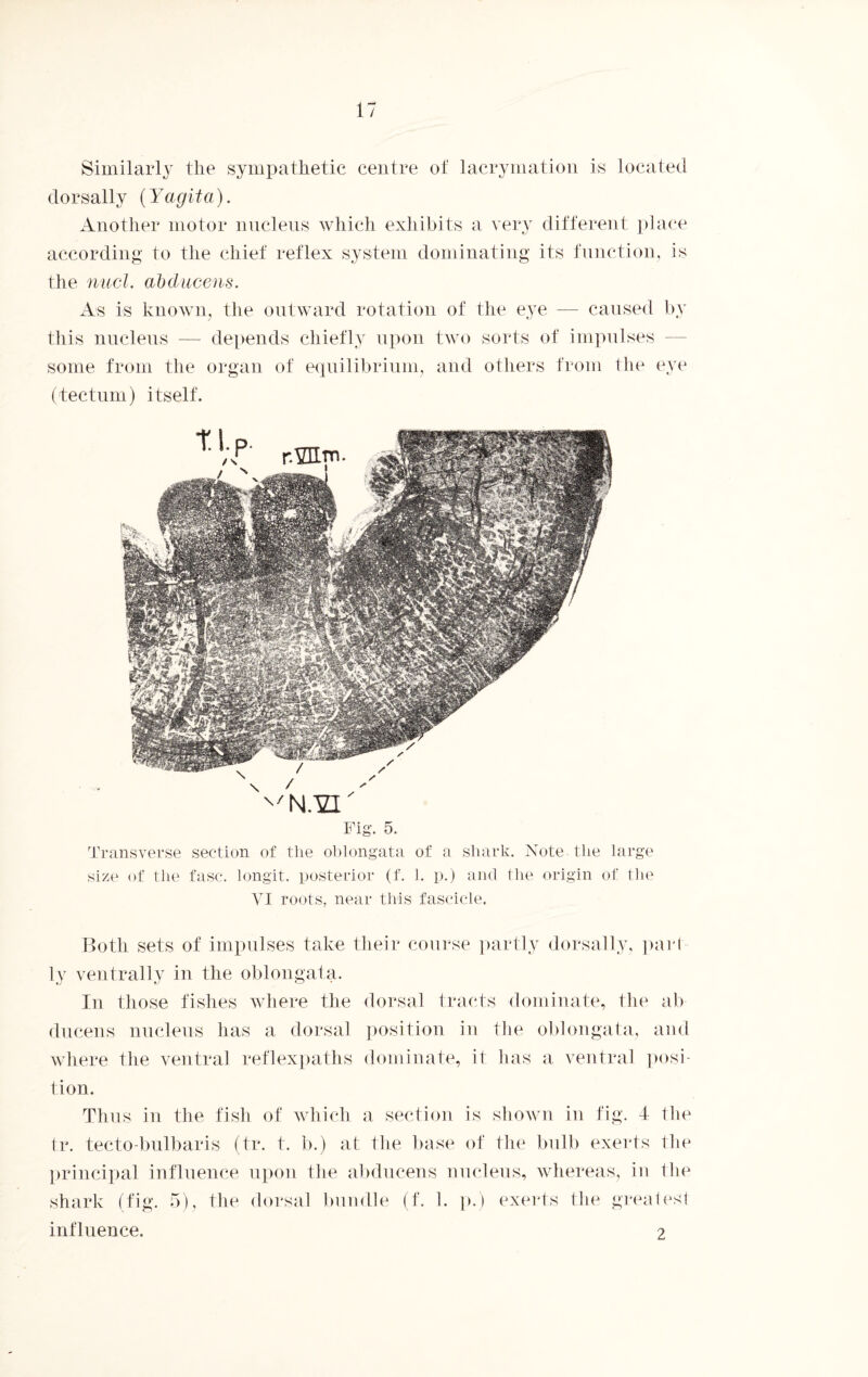 Similarly the sympathetic centre of lacrymation is located dorsally (Yagita). Another motor nucleus which exhibits a very different place according to the chief reflex system dominating its function, is the nucl. abducens. As is known, the outward rotation of the eye — caused by this nucleus — depends chiefly upon two sorts of impulses some from the organ of equilibrium, and others from the eye (tectum) itself. Fig. 5. Transverse section of the oblongata of a shark. Note the large size of the fasc. longit. posterior (f. 1. p.) and the origin of the VI roots, near this fascicle. Both sets of impulses take their course partly dorsally, part ly ventrally in the oblongata. In those fishes where the dorsal tracts dominate, the ab ducens nucleus has a dorsal position in the oblongata, and where the ventral reflexpaths dominate, it has a ventral posi¬ tion. Thus in the fish of which a section is shown in fig. 4 the tr. tecto-bulbaris (tr. t. b.) at the base of the bulb exerts the principal influence upon the abducens nucleus, whereas, in 1 lie shark (fig. 5), the dorsal bundle (f. 1. p.) exerts the greatest influence. 2