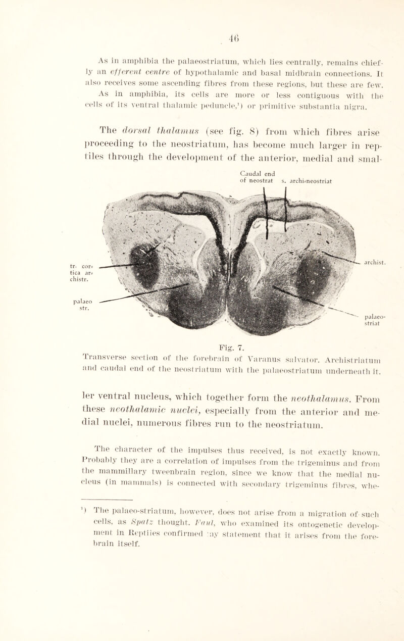 As in amphibia the palaeostriatum, which lies centrally, remains chief¬ ly an efferent centre of hypothalamic and basal midbrain connections. It also receives some ascending fibres from these regions, but these are few. As in amphibia, its cells are more or less contiguous with the cells of its ventral thalamic peduncle,1) or primitive substantia nigra. The dorsal thalamus (see fig. 8) from which fibres arise proceeding to the neostriatum, lias become much larger in rep¬ tiles through the development of the anterior, medial and smal- tr. cor* tica ar= chistr. palaeo str. Caudal end of neostrat s. archPneostriat archist. palaeo- striat Transverse and caudal Fig. 7. section of the forebrain of Varanus salvator. end of the neostriatum with the palaeostriatum Archistriatum underneath it. ler ventral nucleus, which together form the neothalamus. From these neothalamic nuclei, especially from the anterior and me¬ dial nuclei, numerous fibres run to the neostriatum. The character of the impulses thus received, is not exactly known. Probably they are a correlation of impulses from the trigeminus and from the mammillary tweenbrain region, since we know that the medial nu¬ cleus (in mammals) is connected with secondary trigeminus fibres, whe- The palaeo-striatum, however, does not arise from cells, as Spats thought. Faul, who examined its ment in Reptiles confirmed :ny statement that it <r a migration of such ontogenetic develop- irises from the fore¬ brain itself.