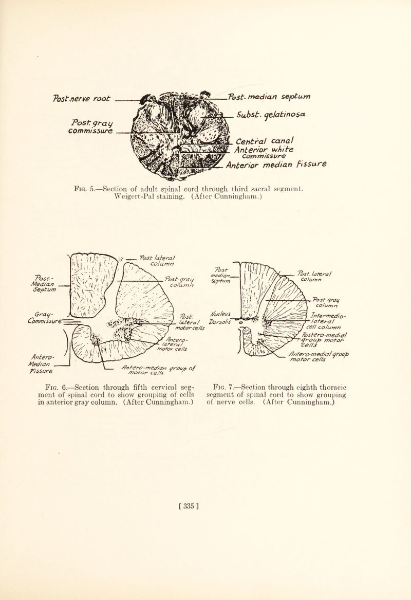 Tost.nerve root Post gra g commissure Pyct. median septum Subst. <jdatino$cL Central canal Anterior white commissure Anterior median fissure Fig. 5.—Section of adult spinal cord through third sacral segment. Weigert-Pal staining. (After Cunningham.) Post' Median Septum Qray- Commissure Antero- Median Fissure Post /cetera/ column Post-gray Column Post median. Septum Post, lateral motor cells P)r>tero - /atera/ motor cells /In tero-median aroup of motor ce//s r li/uc/eus Dorsals Post, lateral Column v Post, cjraij Co! urr7 n Intermedio- lateral cell column Po stero - med/ at yrouto motor Pells Pnfero-m ed/al yrotp tnotor cells Fig. 6.—Section through fifth cervical seg¬ ment of spinal cord to show grouping of cells in anterior gray column. (After Cunningham.) Fig. 7.—Section through eighth thoracic segment of spinal cord to show grouping of nerve cells. (After Cunningham.)