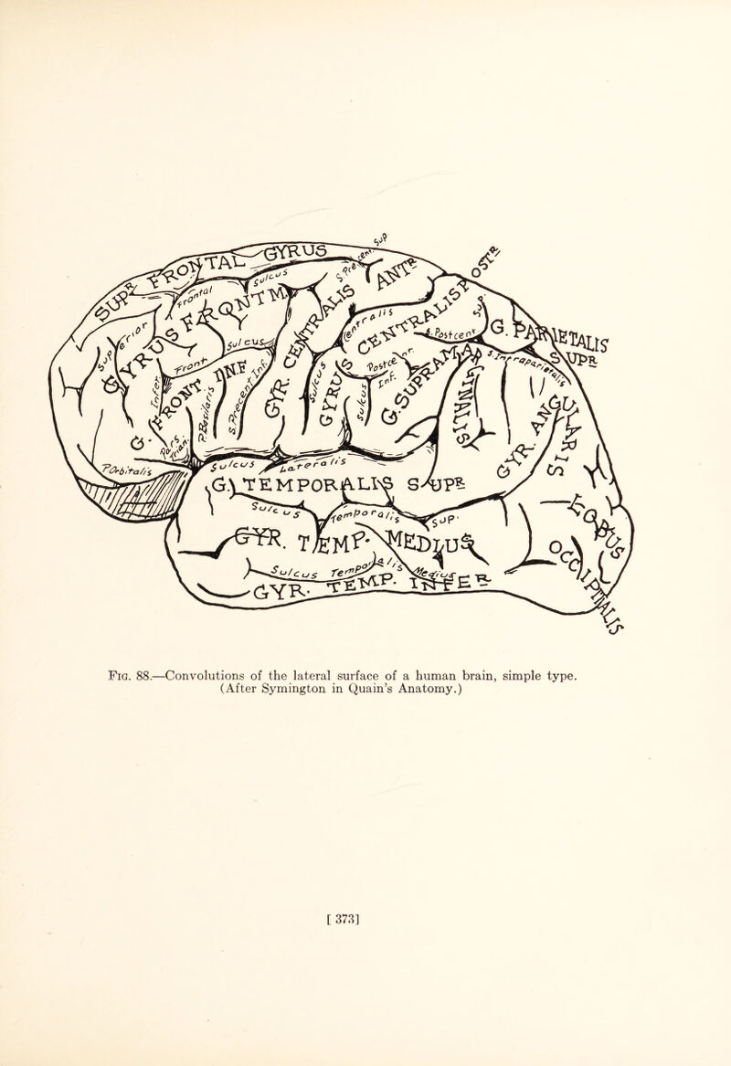 Fig. 88.—Convolutions of the lateral surface of a human brain, simple type. (After Symington in Quain’s Anatomy.) [ 373]