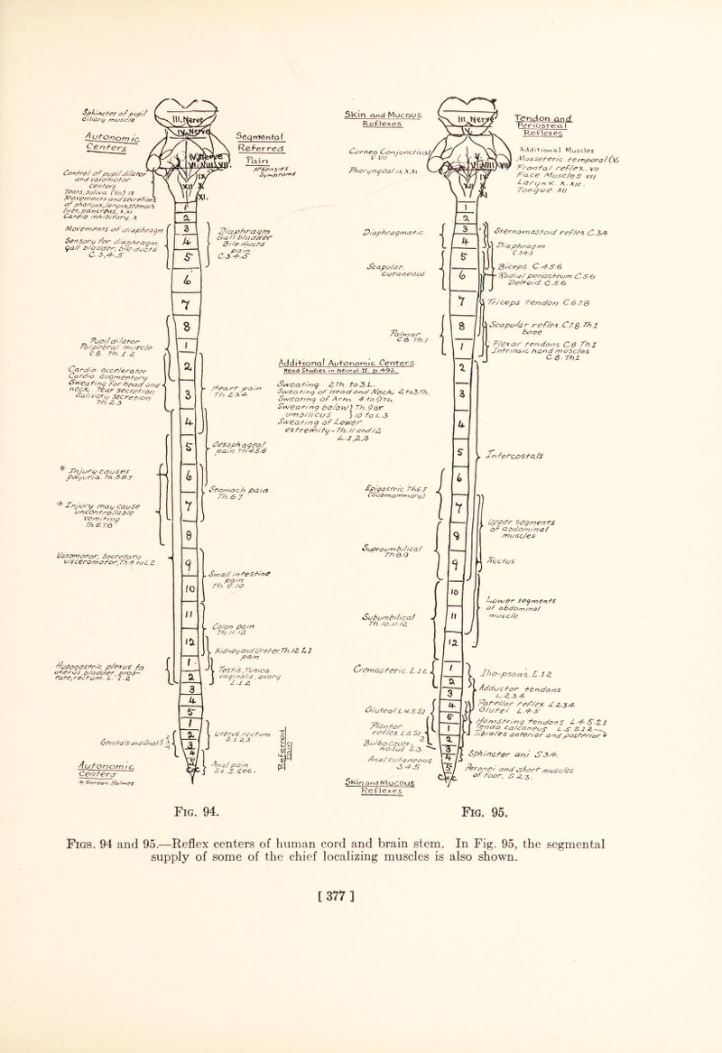 ■Sphincter ofpop// Ciliary musc/e. (ob Onorr) C enfors Con fro/ of pup//c/t/d tor anc/ vaso mo/or cen/erj Tears'So/, ua (V/t) /x /Aoisemenfs one/secretions ?< P* 4eijn x, /orunXjS/amoclj /lyer, pa. n creas, x,*t Ca.ro/o /nf/b/tortj. x Movements of diaphragm C Sensory for diaphragm, <ja// b/odder, bite ducts H C. S,p.,S Seqirfento ( Referred Ta.i i P<h'en$'C'S $ljmpro'rt* Skin and Mucous Reflexes Cor nr o Con junctiva./, !/■ vu J ' Pharpngea/. 1X..X.X1 Pupif d/iator rh/pebred muec/e C-B rh./.z Cardio Occr/erafor Ca r ct/o O up men to ec/ > Otvea ting for heart arc/ * n ech Tear sec ration Sab vary Sec ration \-s * Thjurg Causes poJcjur/a.. Tt) n5 S. 7 '* Znjory may cause on c On fro //a p/e VOmiti no Th.b.l.Q l/asomotop Secretory visceromotor, Tfy1 toL.Z Hypogastric p/or os fa ureru/s,/?/ac/o'er pros— t-atej rectum. L. l.z Genitals andCna/ S ^ * S H/aphragtn Cat/ bladder d'/e ducts pain C-S-d-cT Diaphragmatic Scapular. Cutaneous tie art pain Th. Z.Z.d Oesoph agta/ * pain Th d.S.b Stomach pain rh. 6-7 Peatman C.0. Th./ /^ddifiooal Aufonornic Centers Head Studies in Neurol IT. Sweating 2.Th.to3.L. Sweating ot Head and Atec/c. d.tobth. Sweating of Arm 4-toQrh. Sweating be/ovt) ThSof umbilicus ) /O io t-3 Sweating of Lower ex frem/tig - ft). // and/,3 S-.i'Z.b Epigastric Th.6-t (Sub mammary) Suproumb/iicat Th Q Q . Sma/t/nteStine Tendon and Periost-eoJ Reflexes Adddtonal Muscles Massetenc temporal(vi, Tronta / ref/ex.. v/r face Aiosc/es Vi/ i-arc/n TC K. XU . Tongue Mt Sternomasto/d tef/ex C-Z/f ^ Diaphragm C.34-.S . pi ceps Cd.SS Madia/periosteum C.S6 De/toid. C 36 Triceps tendon C.6 tq Scapu/ar ref/ex,C.7.g.rhp bane ‘ tie*or tendons C.0 Thl dntrins/c hand muscles C.0. Tht Y s IQ II ia pa/n Th. /o „ Go Ion OQ/rt Th-//./2 \ Trrbercosta.fs Subumb/Zica/ Th. /£>.//. 42 Kic/n ey One/C/rebet. Th ./Z G 2 pain Tesf/s, Tunica. vay/Pn/is, crarty l •/ .<£ n 12 Upp<Pr segmenrs or <3bc/om/na/ snusc/es Tfec/os Gower SPfrrjentS of abc/omino/ nr us c/e Cremaster/c L l z\ * Autonom / c Centers- t Gordon t/atmCS Uterus, rectum S z.&3 Ana/pain St. 5. Coc . T3 1' L H) u. 0) P^l G/uteai Lit-.S &l 7/dntar I ret/ex IS St A 3u/bo Cai/et- v. noSuS S-3 Ana/ Cutaneous 3 PS 5l<in Qr.d <Y\oCOU.S Reflexes _ . l/'o-psoas. L.IZ an <,) , V Adductor tendons L..Z.3.4-. 'PCLtei/ar ref/ep. d.ZSP z -- Pr pmstnng tendons t- d SSl I VI mL Cf<? CatcaneuS t-d.SJZ — ■ —^ - j J // o / o /o 6 un to St us aoc/ posfd>s/or+' \~T/I ’ Sphincter ant S3S-. V?/ thronei ond «s/>ortmusc/es CpL Ut Toot. S .3 3. Fig. 94. Fig. 95. Figs. 94 and 95.—Reflex centers of human cord and brain stem. In Fig. 95, the segmental supply of some of the chief localizing muscles is also shown.