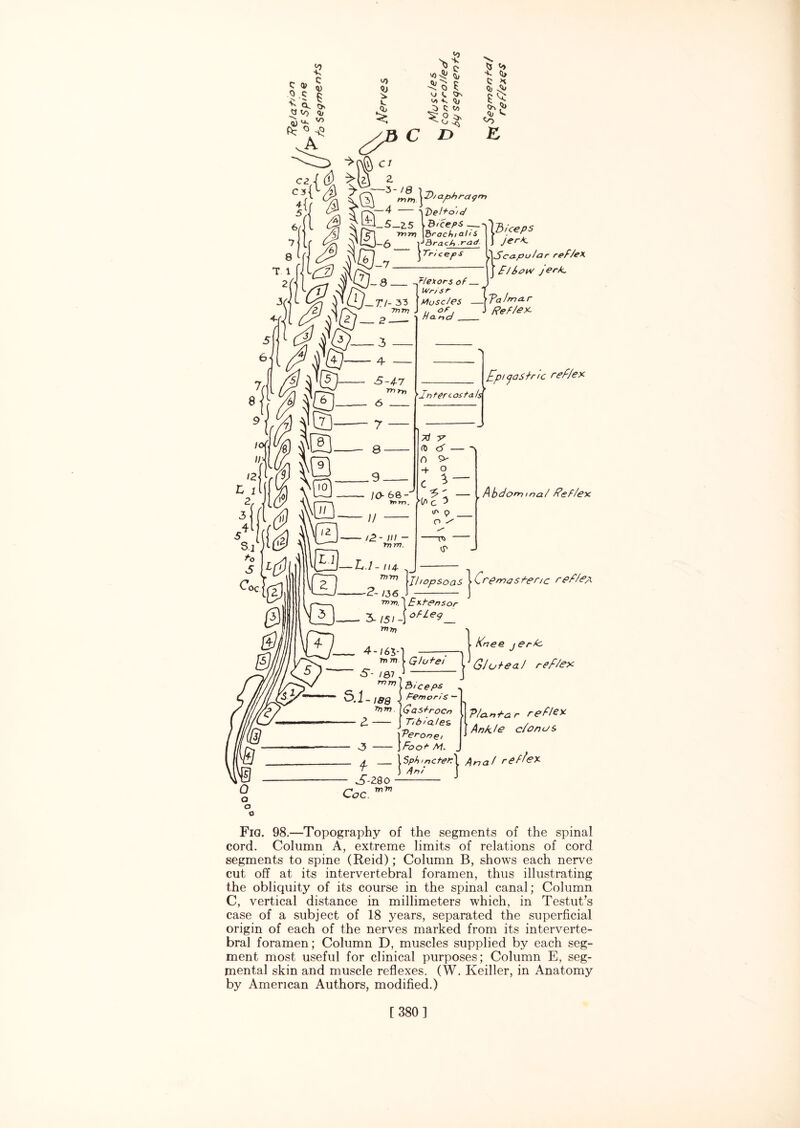 Fig. 98.—Topography of the segments of the spinal cord. Column A, extreme limits of relations of cord segments to spine (Reid); Column B, shows each nerve cut off at its intervertebral foramen, thus illustrating the obliquity of its course in the spinal canal; Column C, vertical distance in millimeters which, in Testut’s case of a subject of 18 years, separated the superficial origin of each of the nerves marked from its interverte¬ bral foramen; Column D, muscles supplied by each seg¬ ment most useful for clinical purposes; Column E, seg¬ mental skin and muscle reflexes. (W. Iveiller, in Anatomy by American Authors, modified.) [ 380]