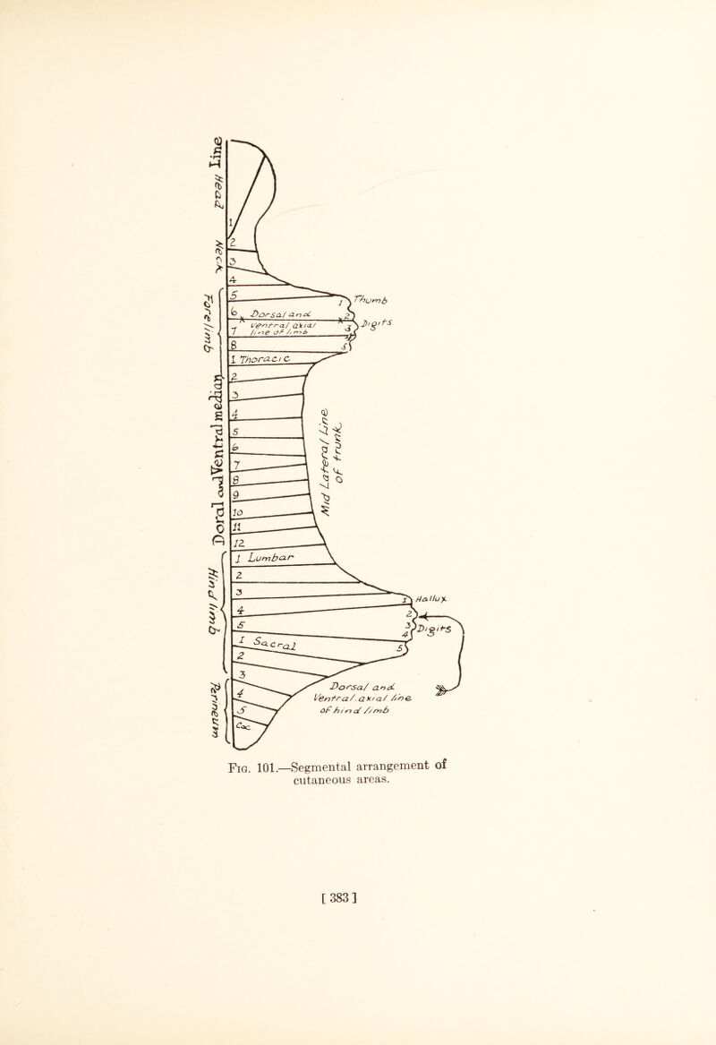 j)oml ^Ventral meium Fig. 101—Segmental arrangement of cutaneous areas. [ 383]