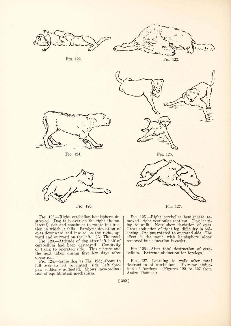 Fig. 122.—Right cerebellar hemisphere de¬ stroyed. Dog falls over on the right (homo¬ lateral) side and continues to rotate in direc¬ tion in which it falls. Paralytic deviation of eyes downward and inward on the right, up¬ ward and outward on the left. (A. Thomas.) Fig. 123.—Attitude of dog after left half of cerebellum had been destroyed. Concavity of trunk to operated side. This picture and the next taken during first few days aftei operation. Fig. 124.—Same dog as Fig. 123; about to fall over to left (operated) side; left fore¬ paw suddenly adducted. Shows inco-ordina¬ tion of equilibration mechanism. Fig. 125.—Right cerebellar hemisphere re¬ moved; right vestibular root cut. Dog learn¬ ing to walk. Note skew deviation of eyes. Great abduction of right leg, difficulty in bal¬ ancing. Occiput rotated to operated side. The effect is the same with hemisphere alone removed but education is easier. Fig. 126.—After total destruction of cere¬ bellum. Extreme abduction for forelegs. Fig. 127.—Learning to walk after total destruction of cerebellum. Extreme abduc¬ tion of forelegs. (Figures 122 to 127 from Andre Thomas.)