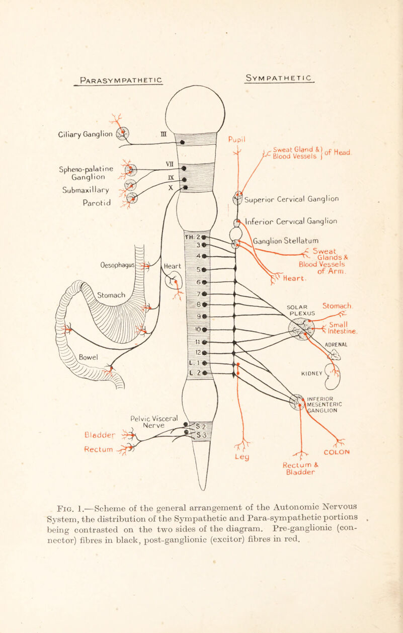 Parasympathetic Ciliary Ganglion § Spheno-palatine Ganglion Sweat Gland & Blood Vessels | of Head Superior Cervical Ganglion inferior Cervical Ganglion Ganglion Stellatum Sweat 'v~ Glands & Blood Vessels of Arm. Heart. Bladder Rectum COLON Rectum & Bladder Fig. 1.—Scheme of the general arrangement of the Autonomic Nervous System, the distribution of the Sympathetic and Par a-sympathetic portions being contrasted on the two sides of the diagram. Pre-ganglionic (con¬ nector) fibres in black, post-ganglionic (excitor) fibres in red.