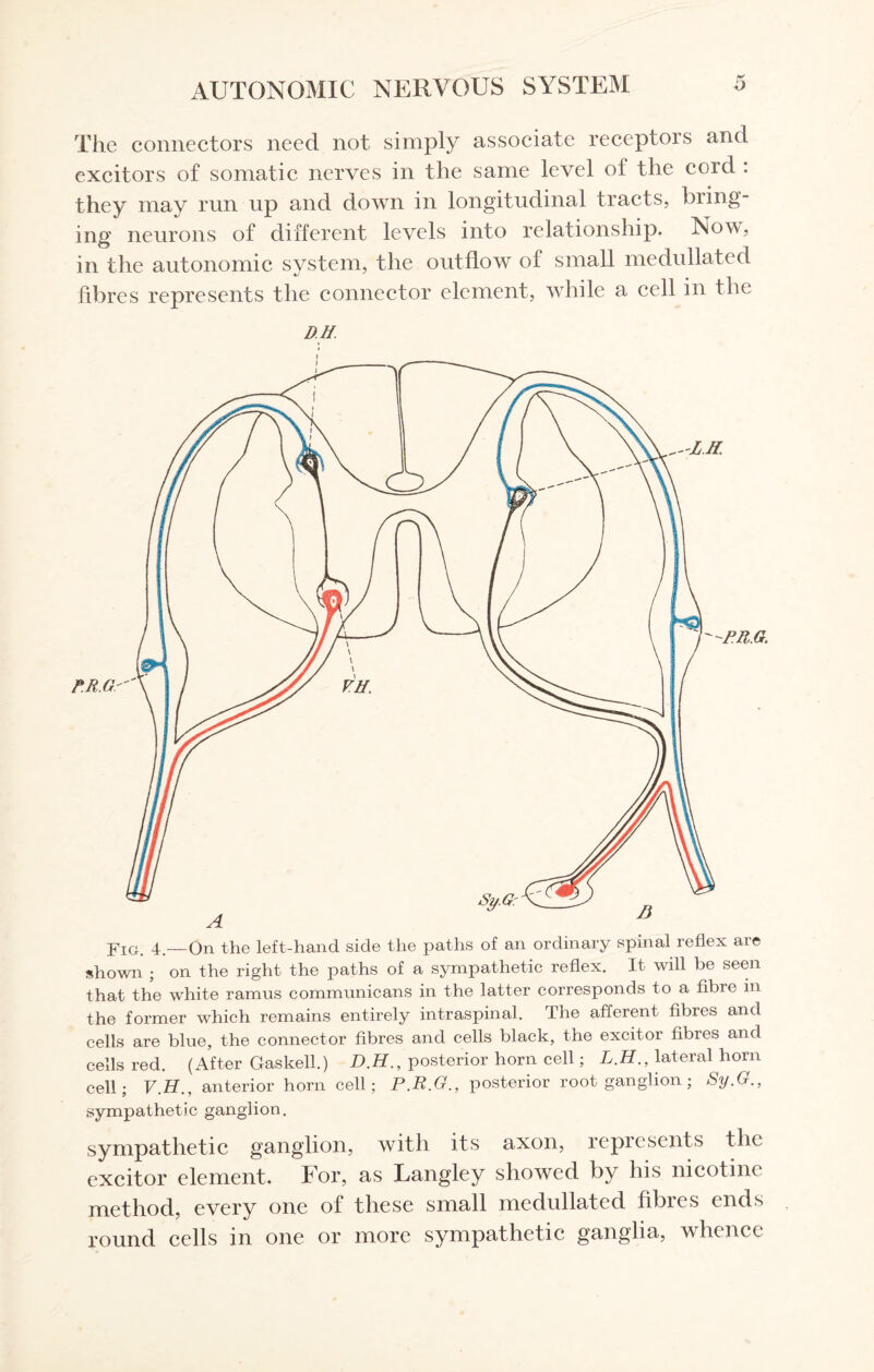 The connectors need not simply associate receptors and excitors of somatic nerves in the same level oi the cord : they may run up and down in longitudinal tracts, bung¬ ing neurons of different levels into relationship. Nov, in the autonomic system, the outflow of small medullated fibres represents the connector element, while a cell in the DM. the former which remains entirely intraspinal. The afferent fibres and cells are blue, the connector fibres and cells black, the excitor fibres and cells red. (After Gaskell.) D.H., posterior horn cell; L.H., lateral horn cell; V.H., anterior horn cell; P.R.G., posterior root ganglion; by.G., sympathetic ganglion. sympathetic ganglion, with its axon, represents the excitor element. For, as Langley showed by his nicotine method, every one of these small medullated fibres ends round cells in one or more sympathetic ganglia, whence