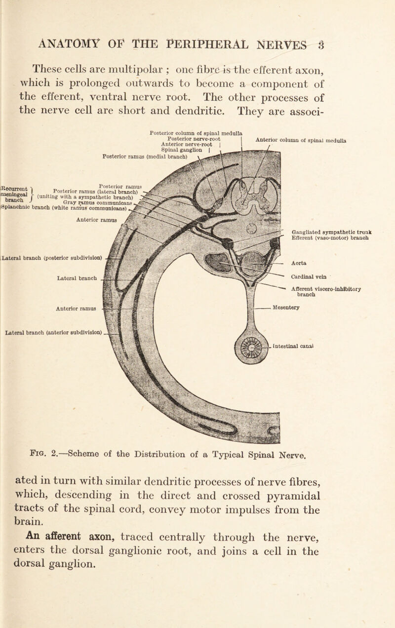 These cells are multipolar ; one fibre is the efferent axon, which is prolonged outwards to become a component of the efferent, ventral nerve root. The other processes of the nerve cell are short and dendritic. They are associ- Posterior column of spinal medulla Posterior nerve-root Anterior nerve-root | Spinal ganglion | Posterior ramus (medial branch) Anterior column of spinal medulla Posterior ramus Posterior ramus (lateral branch) (uniting with a sympathetic branch) Gray ramus communicans Splanchnic branch (white ramus communicans) Anterior ramus Recurrent j meningeal ! branch J Gangliated sympathetic trunk Efferent (vaso-motor) branch Lateral branch (posterior subdivision) Lateral branch Anterior ramus Aorta Cardinal vein Afferent viscero-inhibitory branch Mesentery Lateral branch (anterior subdivision) Intestinal canal Fig. 2.—Scheme of the Distribution of a Typical Spinal Nerve. ated in turn with similar dendritic processes of nerve fibres, which, descending in the direct and crossed pyramidal tracts of the spinal cord, convey motor impulses from the brain. An afferent axon, traced centrally through the nerve, enters the dorsal ganglionic root, and joins a cell in the dorsal ganglion.