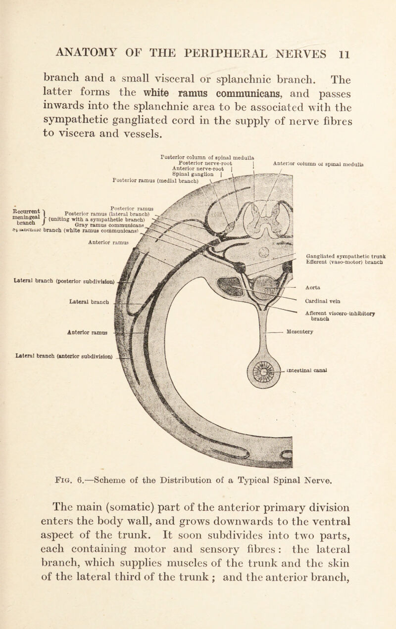 branch and a small visceral or splanchnic branch. The latter forms the white ramus communicans, and passes inwards into the splanchnic area to be associated with the sympathetic gangliated cord in the supply of nerve fibres to viscera and vessels. Posterior column of spinal medulla The main (somatic) part of the anterior primary division enters the body wall, and grows downwards to the ventral aspect of the trunk. It soon subdivides into two parts, each containing motor and sensory fibres : the lateral branch, which supplies muscles of the trunk and the skin of the lateral third of the trunk ; and the anterior branch,