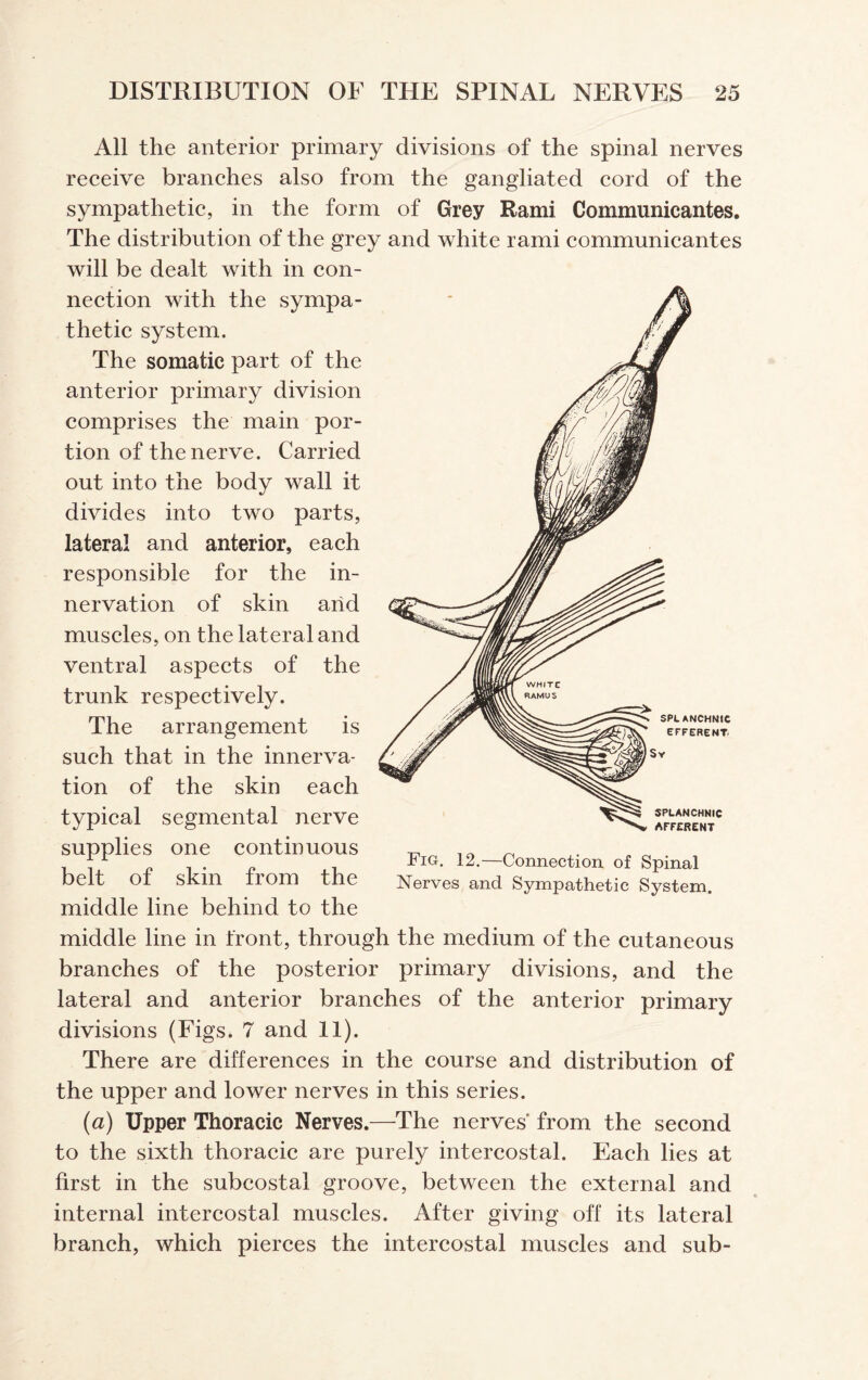 All the anterior primary divisions of the spinal nerves receive branches also from the gangliated cord of the sympathetic, in the form of Grey Rami Communicantes. The distribution of the grey and white rami communicantes will be dealt with in con¬ nection with the sympa¬ thetic system. The somatic part of the anterior primary division comprises the main por¬ tion of the nerve. Carried out into the body wall it divides into two parts, lateral and anterior, each responsible for the in¬ nervation of skin arid muscles, on the lateral and ventral aspects of the trunk respectively. The arrangement is such that in the innerva¬ tion of the skin each typical segmental nerve supplies one continuous belt of skin from the middle line behind to the middle line in front, through the medium of the cutaneous branches of the posterior primary divisions, and the lateral and anterior branches of the anterior primary divisions (Figs. 7 and 11). There are differences in the course and distribution of the upper and lower nerves in this series. (a) Upper Thoracic Nerves.—The nerves’ from the second to the sixth thoracic are purely intercostal. Each lies at first in the subcostal groove, between the external and internal intercostal muscles. After giving off its lateral branch, which pierces the intercostal muscles and sub- SPL ANCHNIC EFFERENT SPLANCHNIC AFFERENT Fig. 12.—Connection of Spinal Nerves and Sympathetic System.