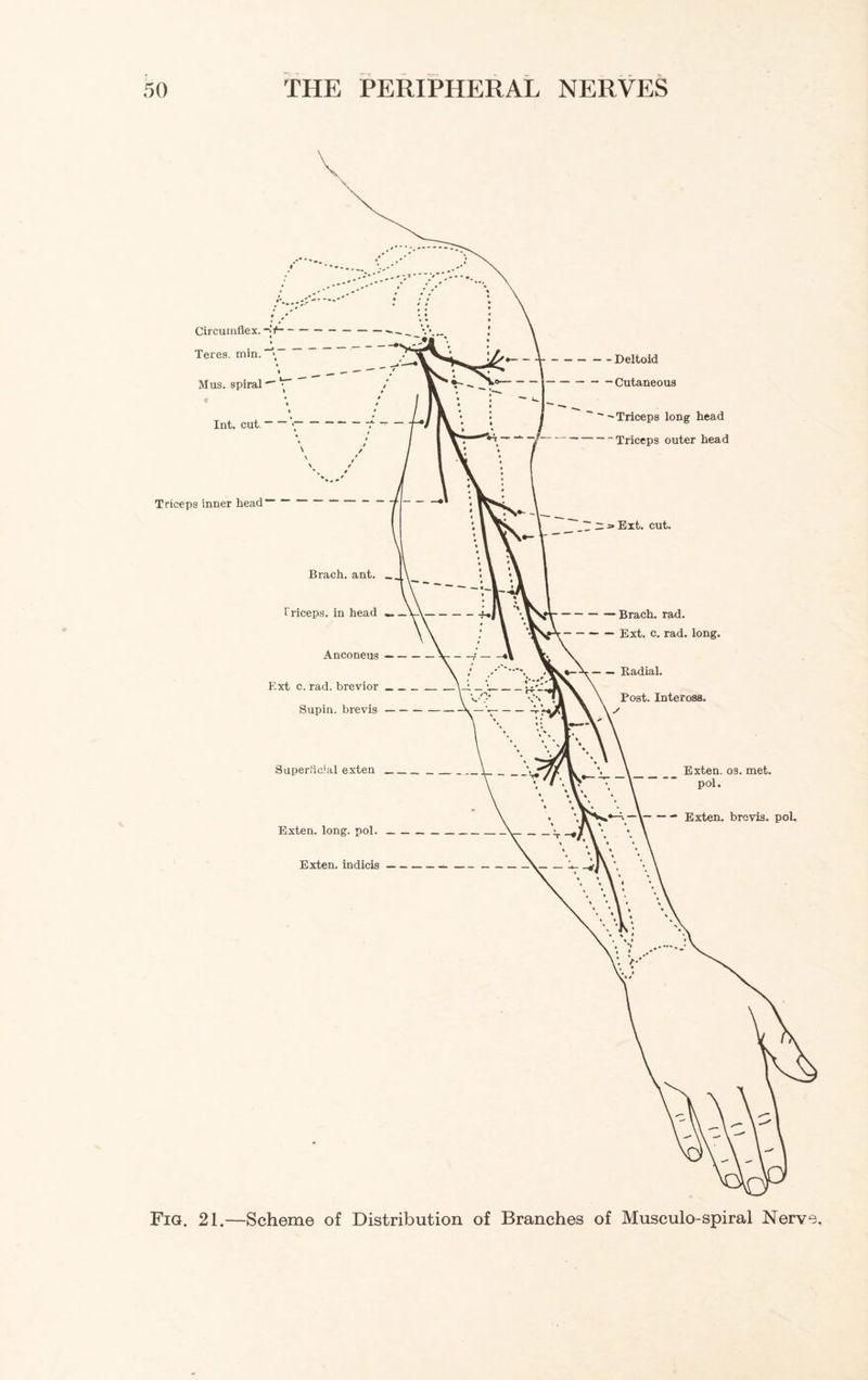 Fig. 21.—Scheme of Distribution of Branches of Musculo-spiral Nerve