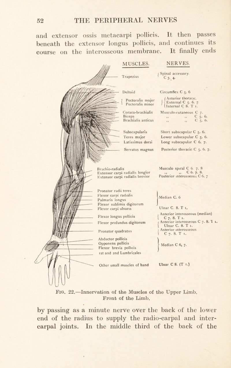 and extensor ossis metacarpi pollicis. It then passes beneath the extensor longus pollicis, and continues its course on the interosseous membrane. It finally ends MUSCLES. NERVES. Trapezius 1 Spinal accessory. C 3. 4- Deltoid Circumflex C 5. 6 I Pectoralis major ' Pectoralis minor (Anterior thoracic. J - External C 5. 6. 7. (I nternal C 8. T 1. Coraco-brachialis Biceps Brachialis anticus Musculo-cutaneous C 7. ,, >. C 5. 6. 11 *t C 5. 6. Subscapularis Teres major Latissimus dorsi Short subscapular C 5. 6. Lower subscapular C 5. 6. Long subscapular C 6. 7. Serratus magnus Posterior thoracic C 5. 6. ; Brachio-radialis Extensor carpi radialis longior Extensor carpi radialis brevior Pronator radii teres Flexor carpi radialis Palmaris longus Flexor sublimis digitorum Flexor carpi ulnaris Flexor longus pollicis Flexor profundus digitorum Pronator quadratus Abductor pollicis Opponens pollicis Flexor brevis pollicis xst and 2nd Lumbrlcales Other small muscles of hand Musculo spiral C 6. 7. 8 >> C 6. 7. 8. Posterior interosseous C 6. 7 - Median C. 6 Ulnar C. 8. T 1, . Anterior interosseous (median) i C7.8.T1. C Anterior interosseous C 7. 8. 1 t. { Ulnar C. 8. T 1. 1 Anterior interosseous 1 C 7. 8. T 1. Median C 6, 7. Ulnar C 8. (T t.) Fig. 22. -Innervation of the Muscles of the Upper Limb. Front of the Limb. by passing as a minute nerve over the back of the lower end of the radius to supply the radio-carpal and inter- carpal joints. In the middle third of the back of the