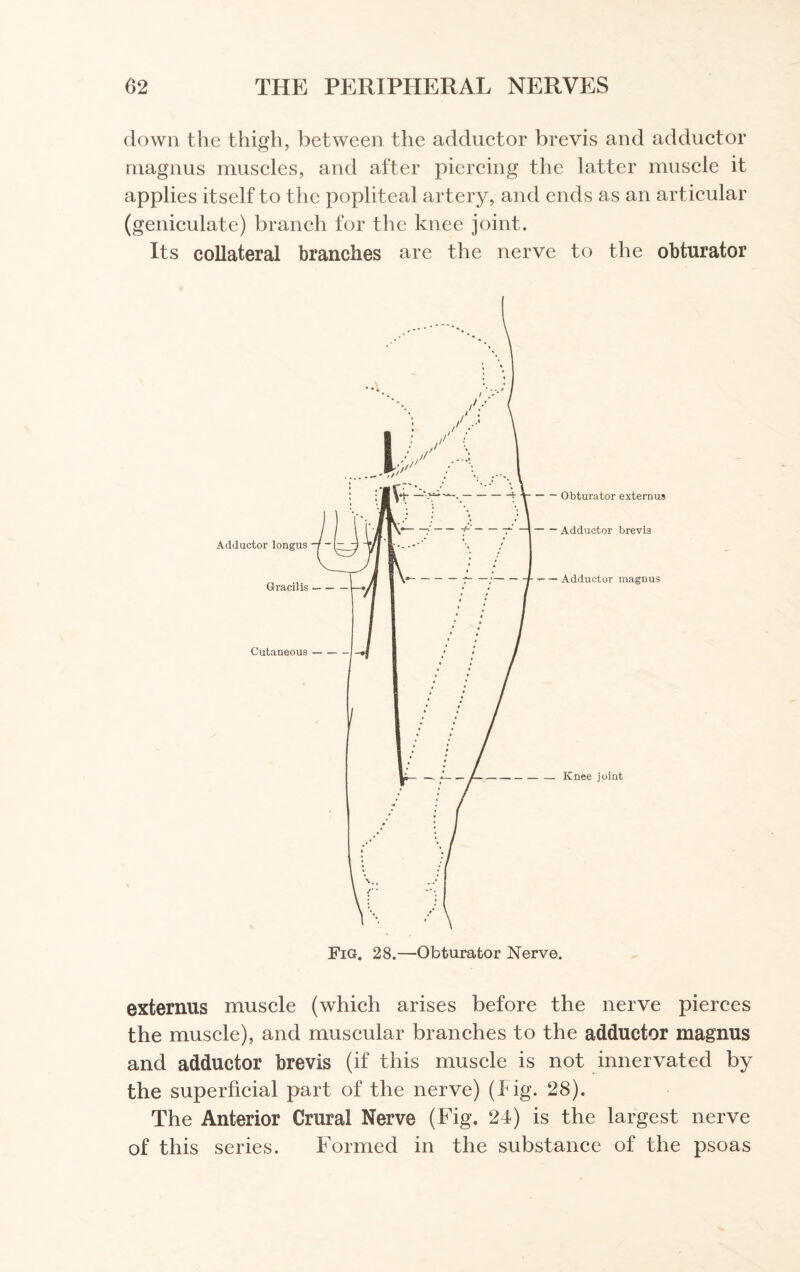 down the thigh, between the adductor brevis and adductor magnus muscles, and after piercing the latter muscle it applies itself to the popliteal artery, and ends as an articular (geniculate) branch for the knee joint. Its collateral branches are the nerve to the obturator externus muscle (which arises before the nerve pierces the muscle), and muscular branches to the adductor magnus and adductor brevis (if this muscle is not innervated by the superficial part of the nerve) (Tig. 28). The Anterior Crural Nerve (Fig. 24) is the largest nerve of this series. Formed in the substance of the psoas