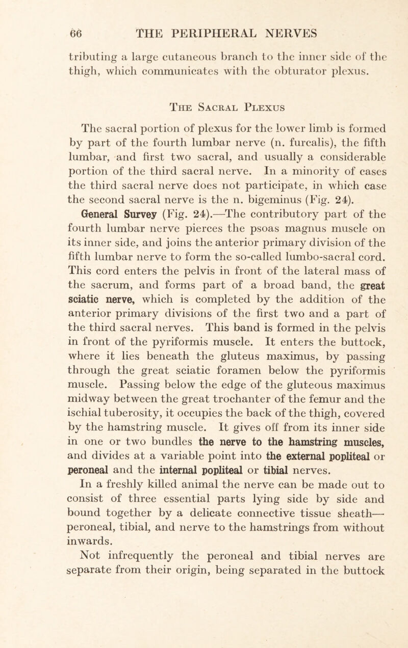 tributing a large cutaneous branch to the inner side of the thigh, which communicates with the obturator plexus. The Sacral Plexus The sacral portion of plexus for the lower limb is formed by part of the fourth lumbar nerve (n. furcalis), the fifth lumbar, and first two sacral, and usually a considerable portion of the third sacral nerve. In a minority of cases the third sacral nerve does not participate, in which case the second sacral nerve is the n. bigeminus (Fig. 24). General Survey (Fig. 24).—The contributory part of the fourth lumbar nerve pierces the psoas magnus muscle on its inner side, and joins the anterior primary division of the fifth lumbar nerve to form the so-called lumbo-sacral cord. This cord enters the pelvis in front of the lateral mass of the sacrum, and forms part of a broad band, the great sciatic nerve, which is completed by the addition of the anterior primary divisions of the first two and a part of the third sacral nerves. This band is formed in the pelvis in front of the pyriformis muscle. It enters the buttock, where it lies beneath the gluteus maximus, by passing through the great sciatic foramen below the pyriformis muscle. Passing below the edge of the gluteous maximus midway between the great trochanter of the femur and the ischial tuberosity, it occupies the back of the thigh, covered by the hamstring muscle. It gives off from its inner side in one or two bundles the nerve to the hamstring muscles, and divides at a variable point into the external popliteal or peroneal and the internal popliteal or tibial nerves. In a freshly killed animal the nerve can be made out to consist of three essential parts lying side by side and bound together by a delicate connective tissue sheath— peroneal, tibial, and nerve to the hamstrings from without inwards. Not infrequently the peroneal and tibial nerves are separate from their origin, being separated in the buttock