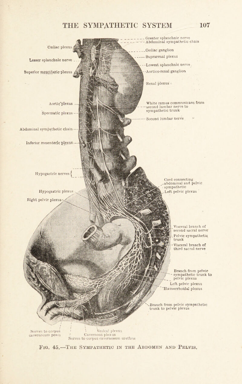 Branch from pelvic sympathetic trunk to pelvic plexus Left pelvic plexus Haemorrhoidal plexus ^Branch from pelvic sympathetic trunk to pelvic plexus Greater splanchnic nerve Abdominal sympathetic chain __Coeliac ganglion - Suprarenal plexus -Lowest splanchnic nerve, -Aortico-renal ganglion. -Renal plexus i Cord connecting ,abdominal and pelvic sympathetic Left pelvic plexus Visceral branch of second sacral nerve Pelvic sympathetic trunk Visceral branch of third sacral nerve Coeliac plexus Lesser splanchnic nerve Superior mesenteric plexus Aorti Spermatic plexus Abdominal sympathetic chain Inferior mesenteric plexus Hypogastric nerves Hypogastric plexus Right pelvic Dlexus White ramus communicans from second lumbar nerve to sympathetic trunk Second lumbar nerve Nerves to corpus cavernosum penis ' \ \ 1 i Vesica! plexus ! Cavernous plexus Nerves to corpus cavernosum urethra; Fig, 45.—The Sympathetic in the Abdomen and Pelvis