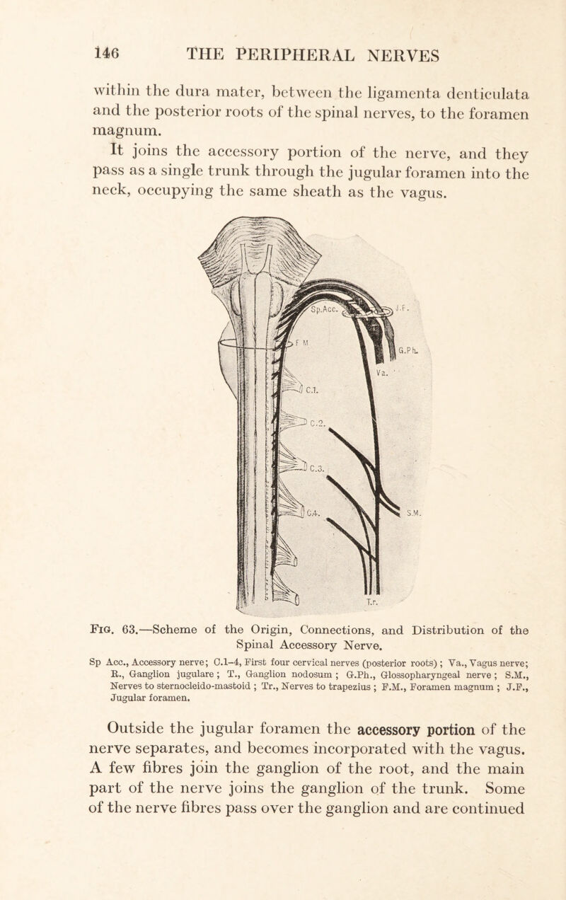 within the dura mater, between the ligamenta denticulata and the posterior roots of the spinal nerves, to the foramen magnum. It joins the accessory portion of the nerve, and they pass as a single trunk through the jugular foramen into the neck, occupying the same sheath as the vagus. Fig. 63.—Scheme of the Origin, Connections, and Distribution of the Spinal Accessory Nerve. Sp Acc., Accessory nerve; 0.1-4, First four cervical nerves (posterior roots); Va., Vagus nerve; R., Ganglion jugulare ; T., Ganglion nodosum ; G.Ph., Glossopharyngeal nerve ; S.M., Nerves to sternocleido-mastoid ; Tr., Nerves to trapezius ; F.M., Foramen magnum ; J.F., Jugular foramen. Outside the jugular foramen the accessory portion of the nerve separates, and becomes incorporated with the vagus. A few fibres join the ganglion of the root, and the main part of the nerve joins the ganglion of the trunk. Some of the nerve fibres pass over the ganglion and are continued