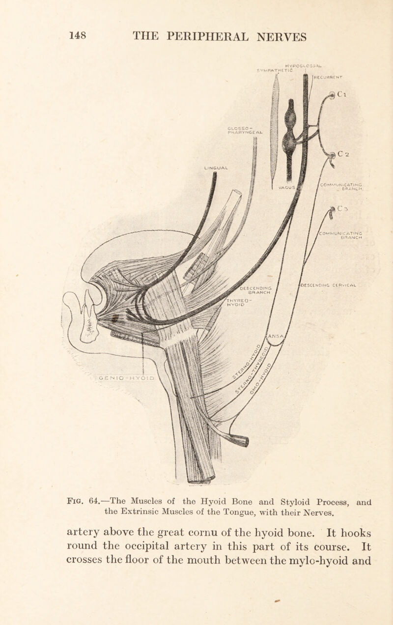 HVPOCLOoiAA. Fig. 64.—The Muscles of the Hyoid Bone and Styloid Process, and the Extrinsic Muscles of the Tongue, with their Nerves. artery above the great cornu of the hyoid bone. It hooks round the occipital artery in this part of its course. It crosses the floor of the mouth between the mylo-hyoid and